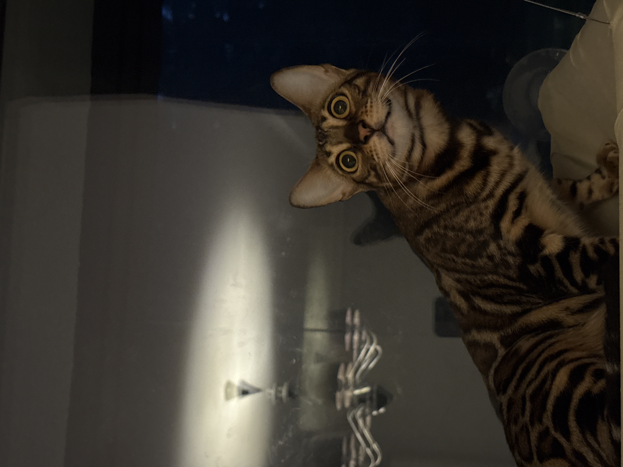 Bengal cat spotted in domestic playtime in Tallinn