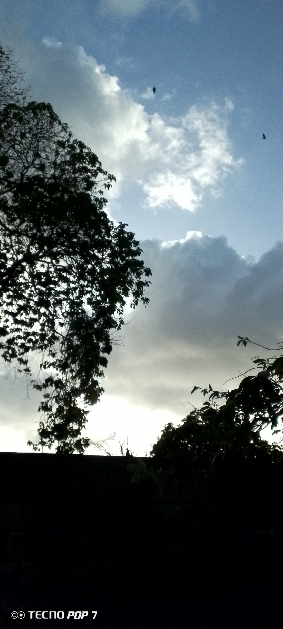Dusk to dark: sky and tree silhouettes in Altagracia, Venezuela