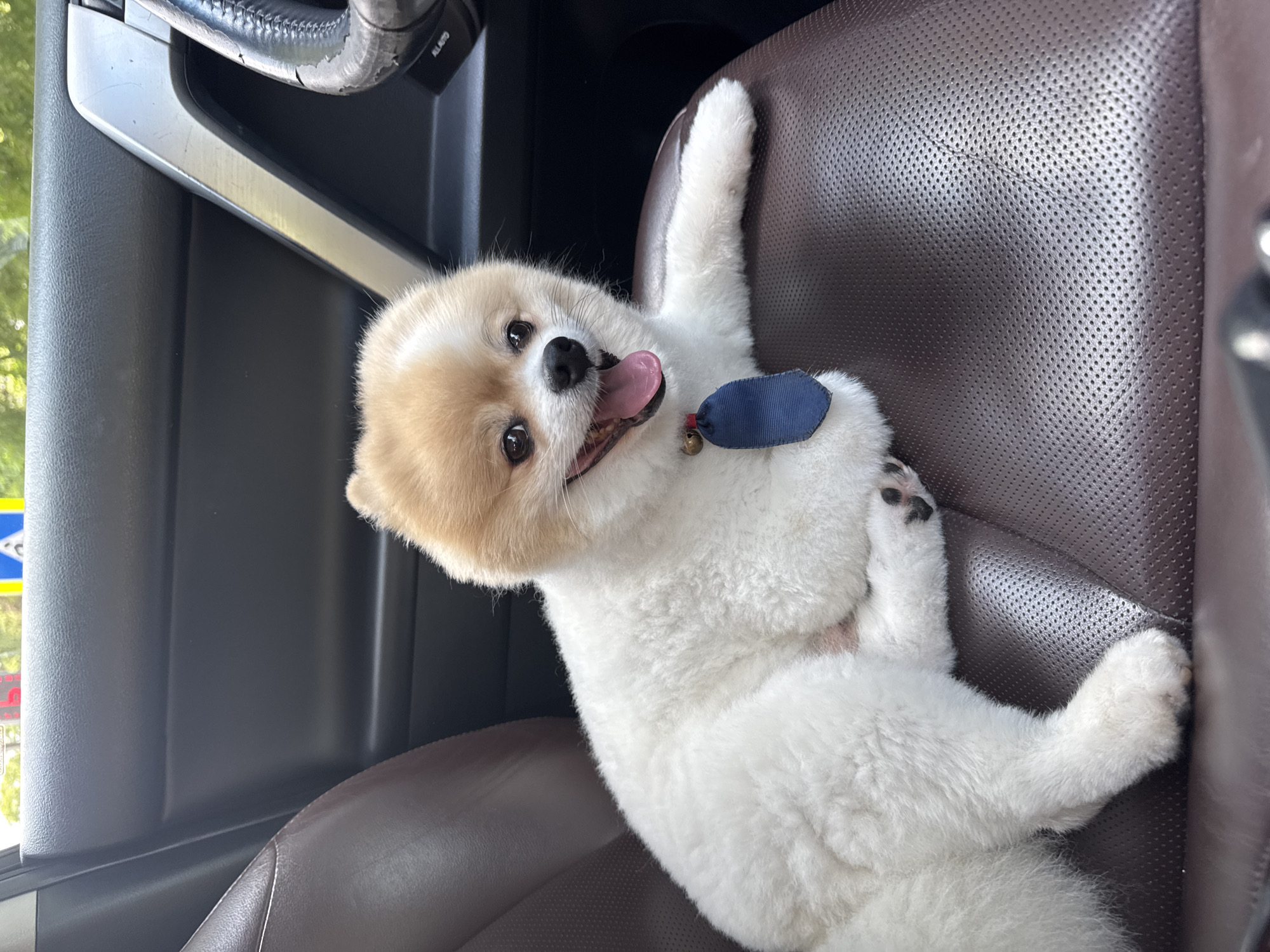 Pomeranian co-pilot steals the show on a Sochi drive