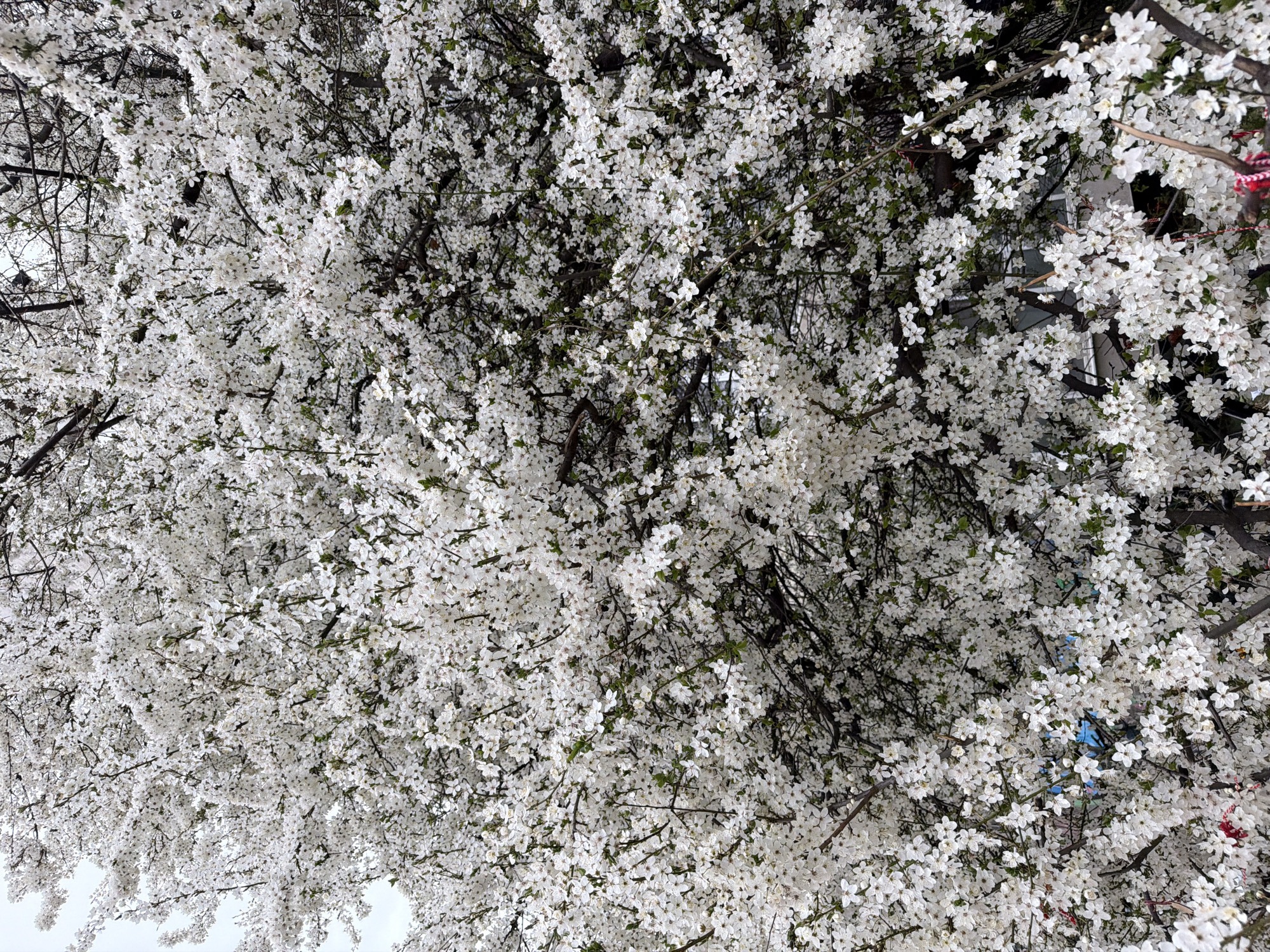 Spring blooms and shopping mall visits documented in Sofia