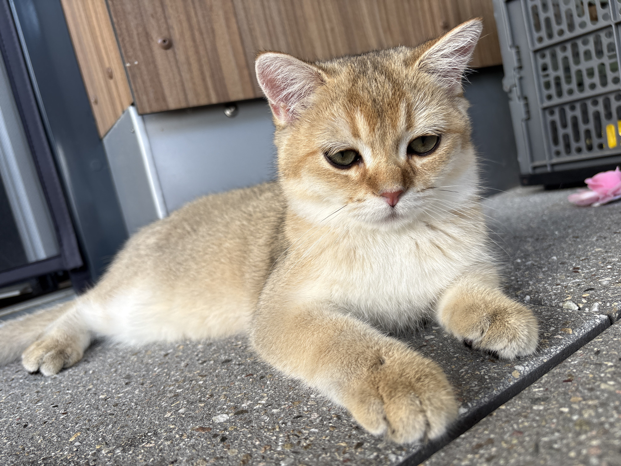 Golden cat relaxes on Bönnigheim pavement, June afternoon