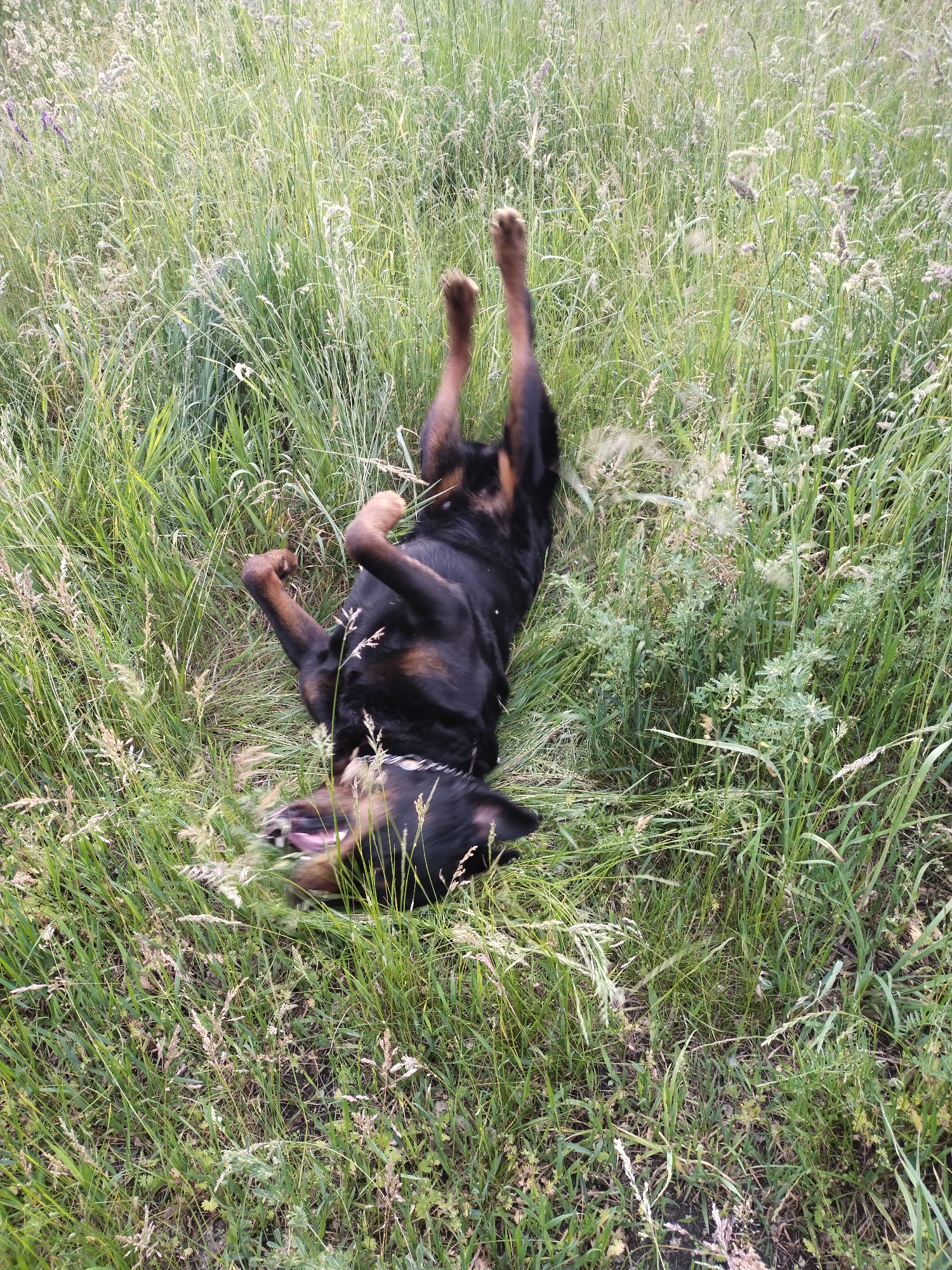 Afternoon dog walk captured in Ukrainian countryside park