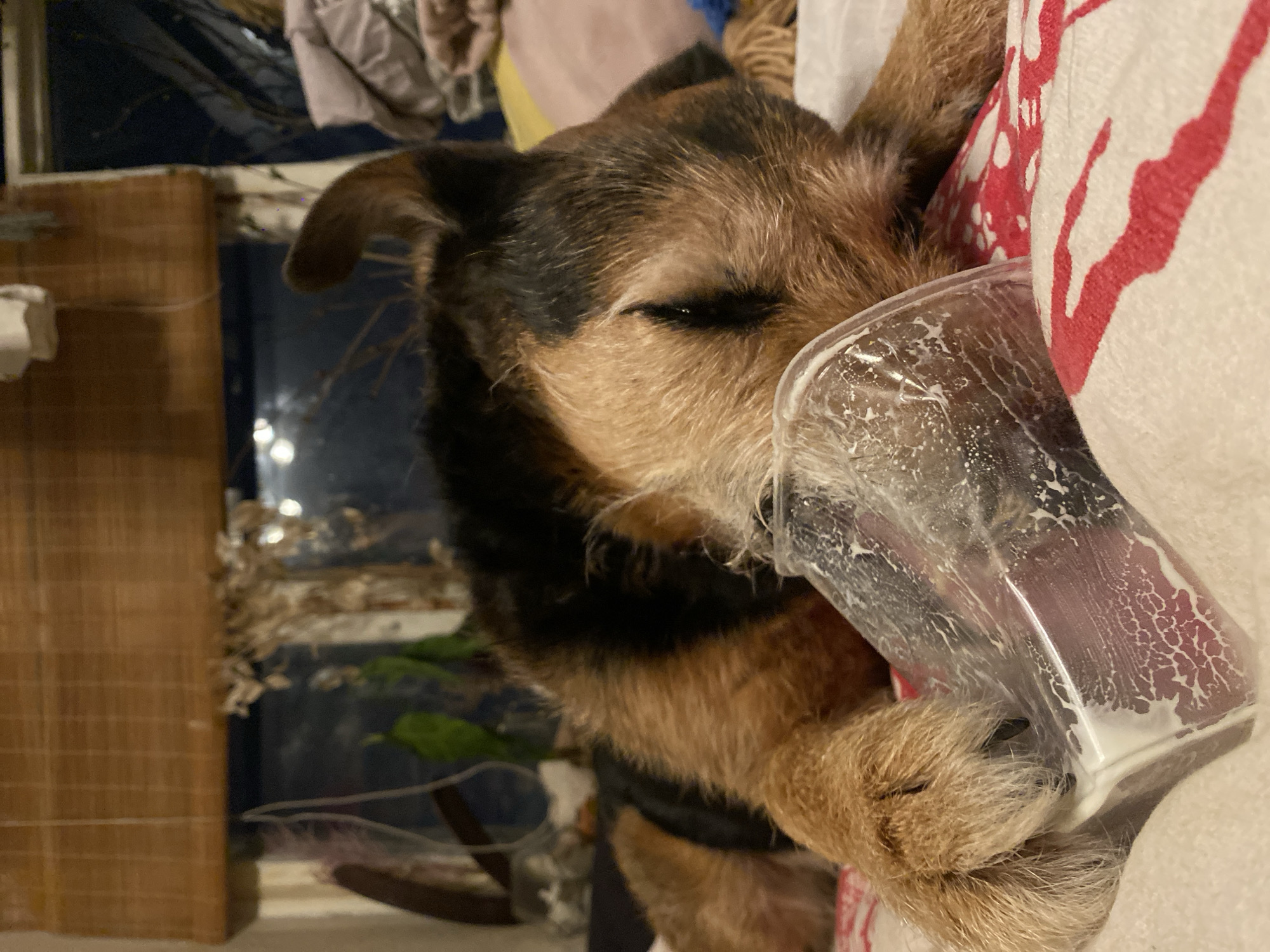 Dog rests head against plastic container in Dolgoprudny