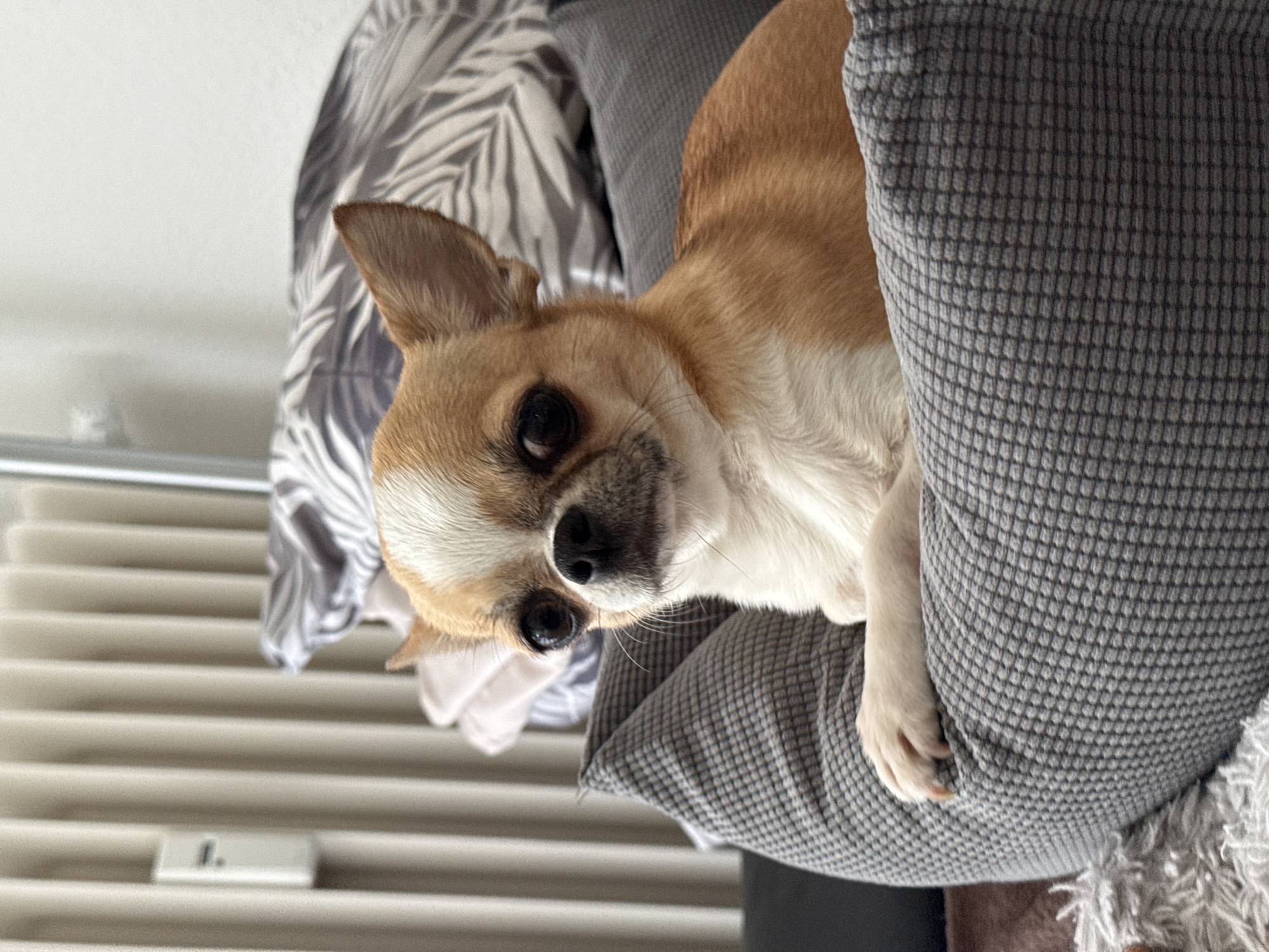 Chihuahua photographed resting on cushion in Berlin home