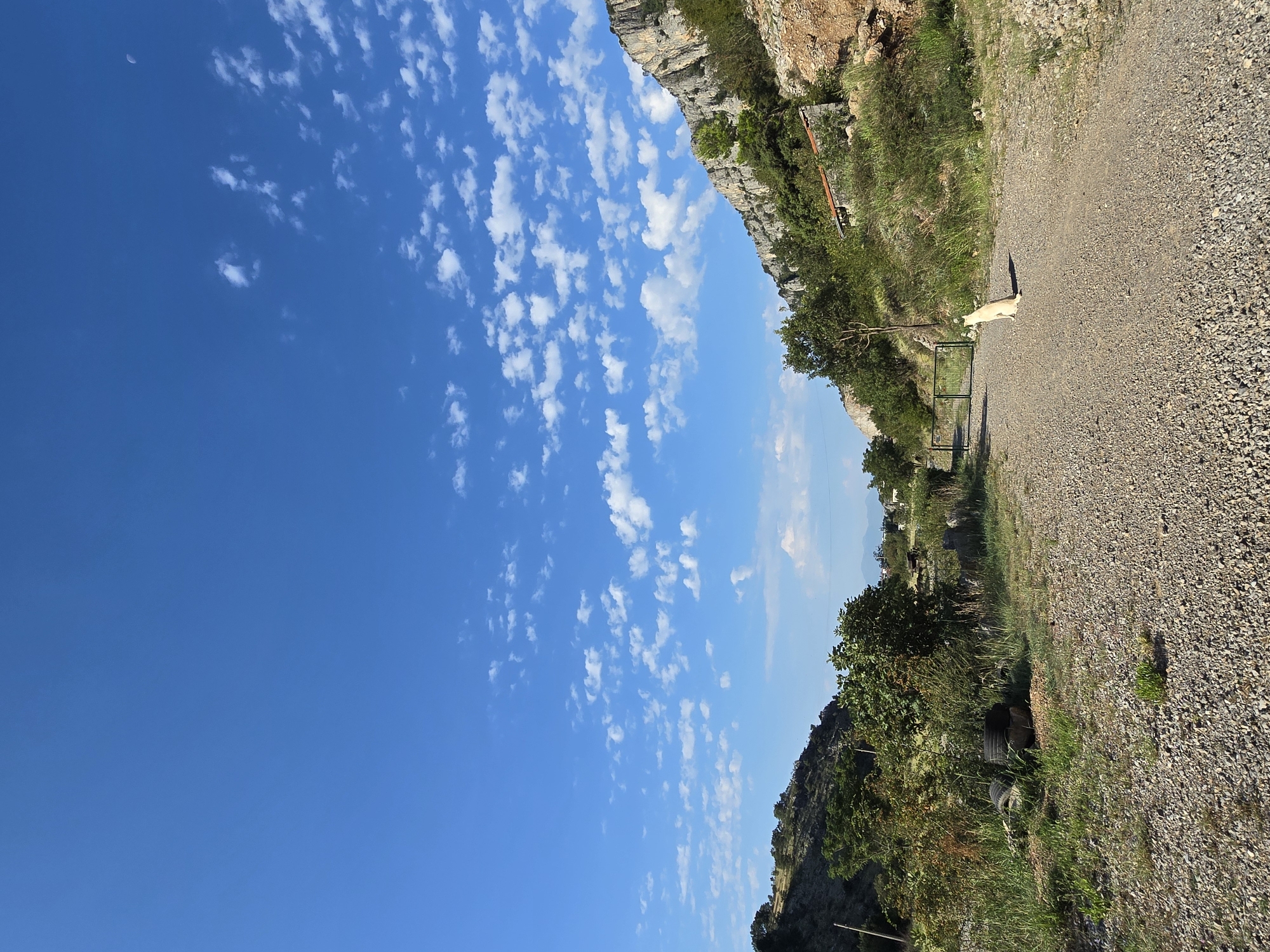 Dogs, wildflowers, and rocky peaks on a quiet mountain morning
