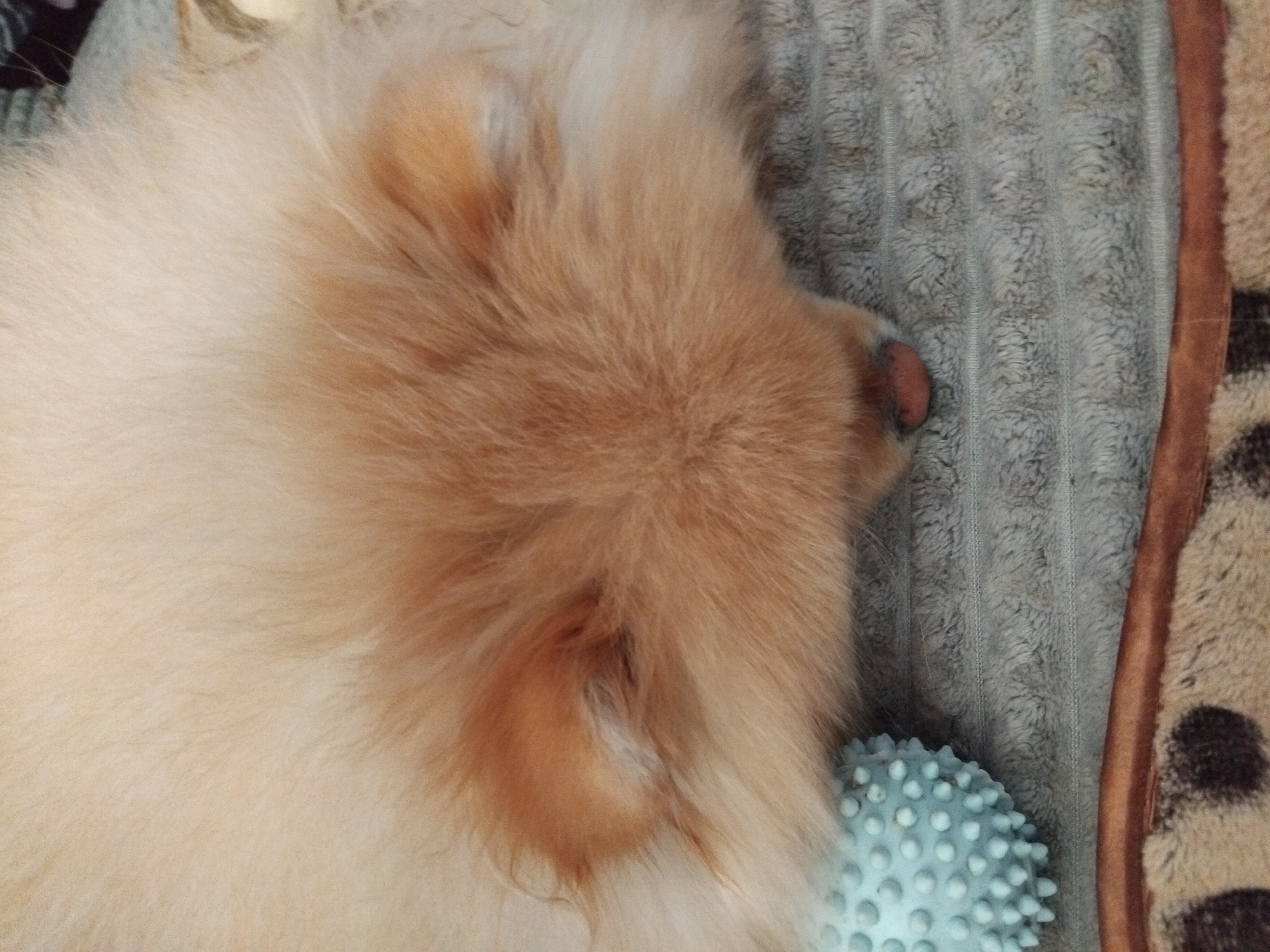 Small fluffy dog photographed sleeping peacefully in Apriltsi, Bulgaria