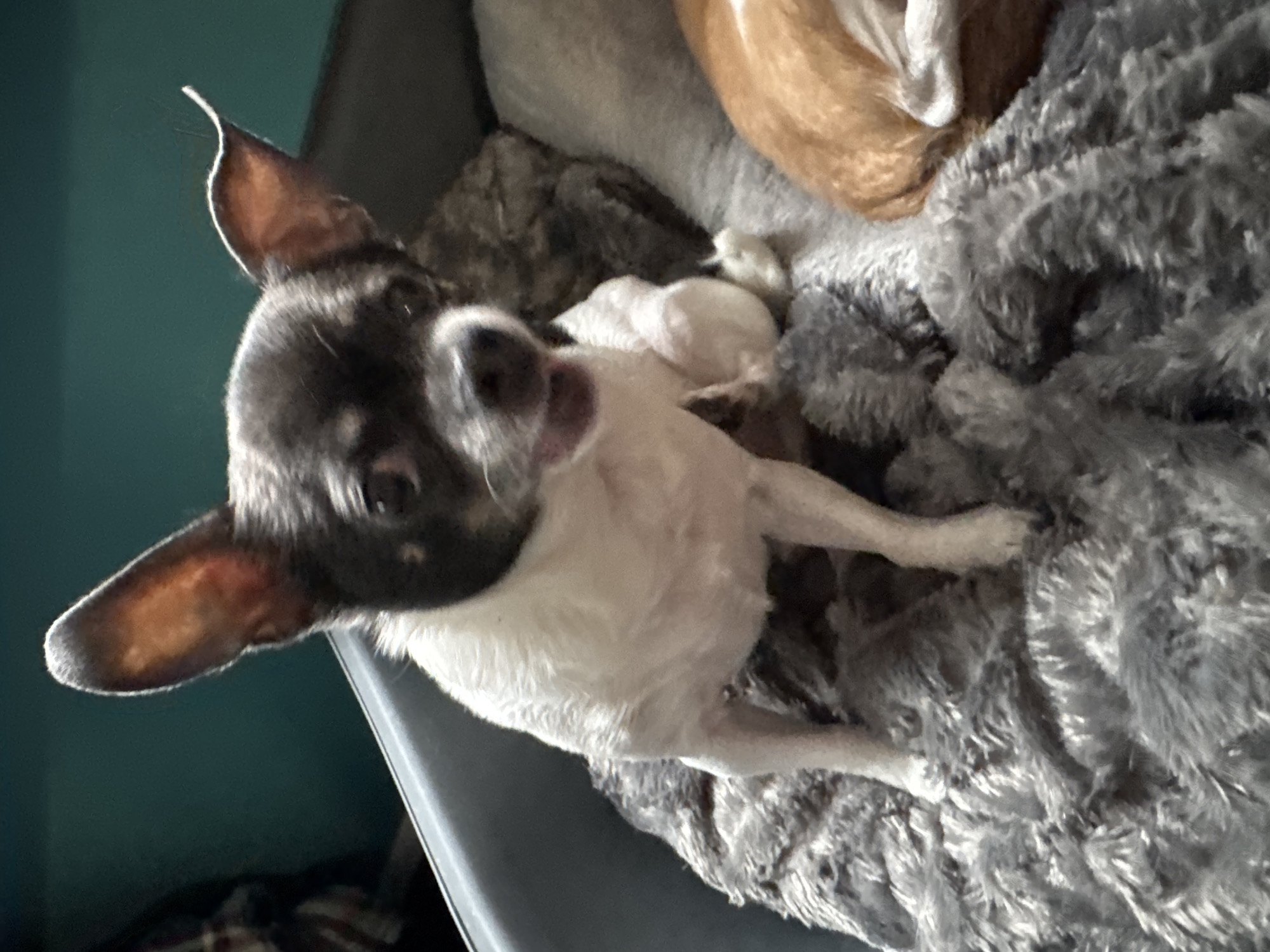 Cozy pet morning with cooking in Hallum home