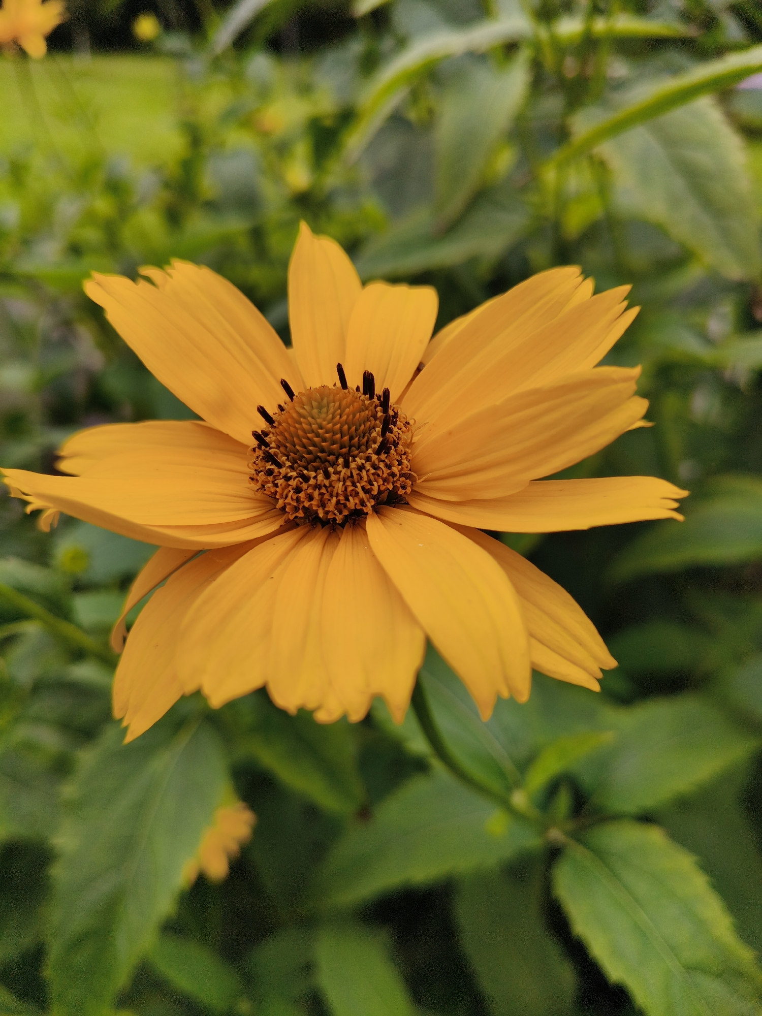 Bright yellow daisy in bloom, Jūrmala summer