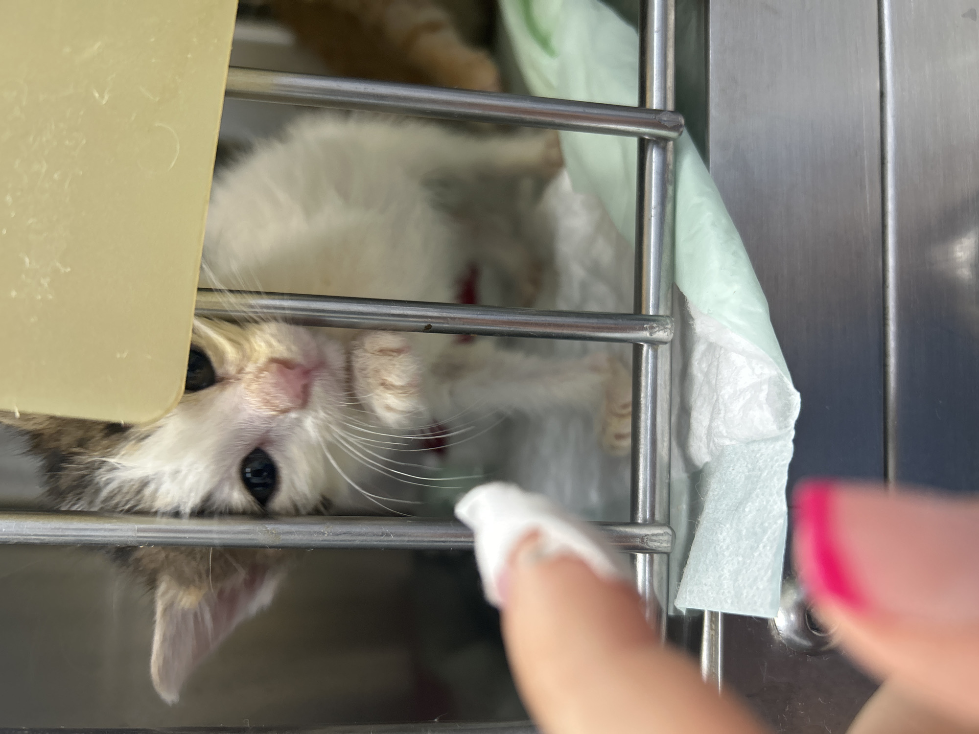 Animals observed at apparent veterinary facility, injured dog treated