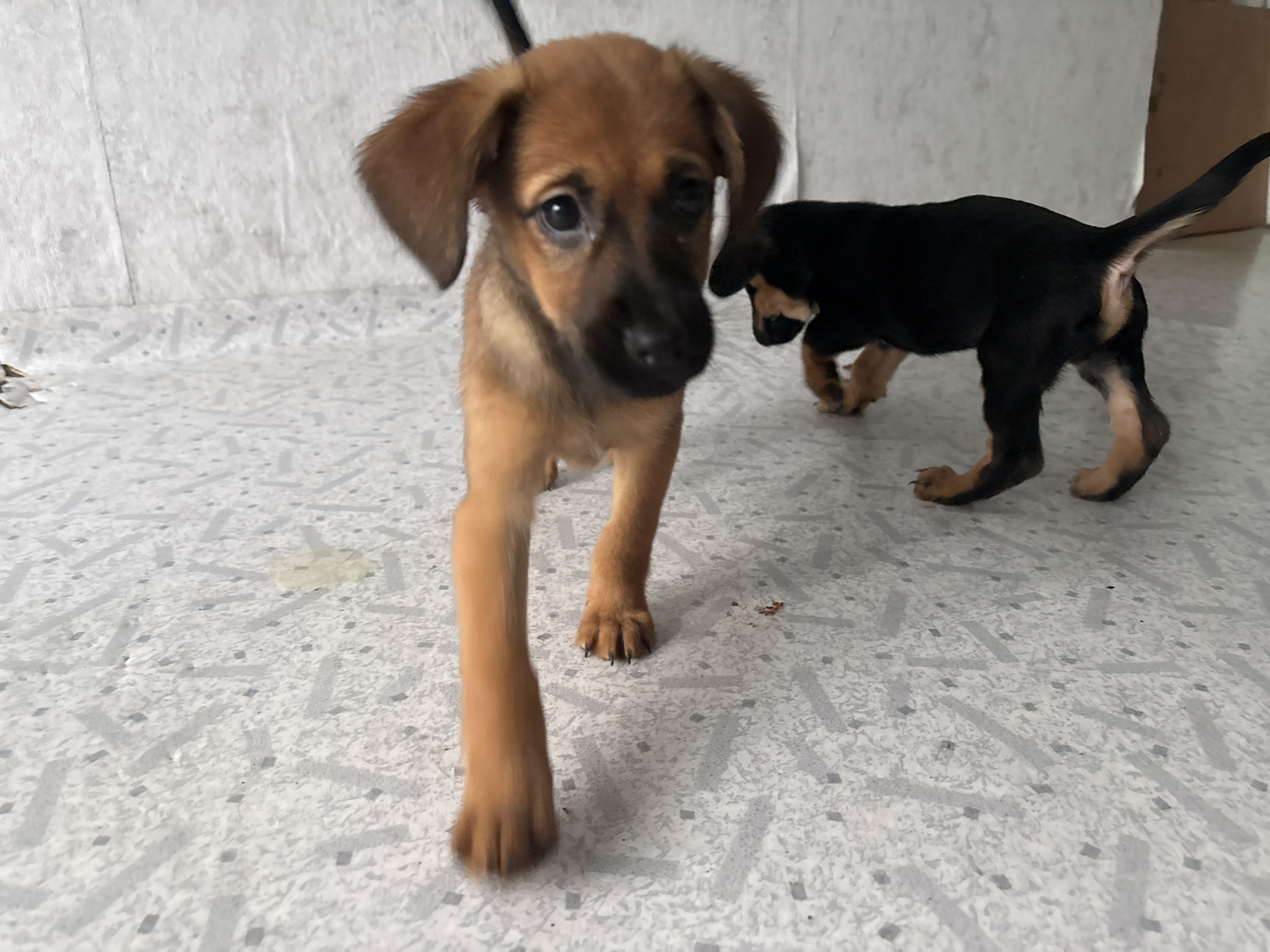 Puppy chaos and errands in Birobidzhan