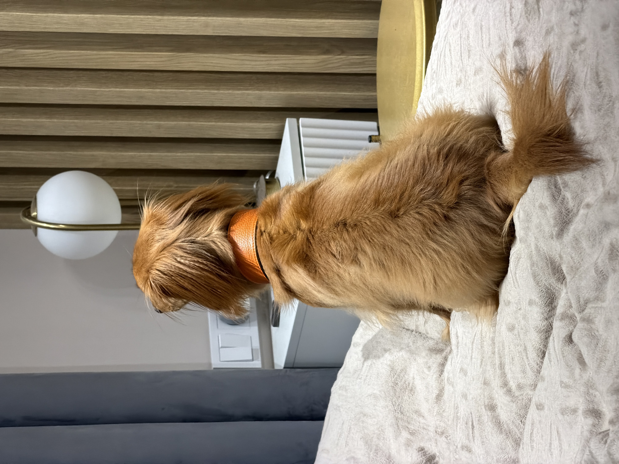 Dachshund's relaxed evening in a Sochi apartment