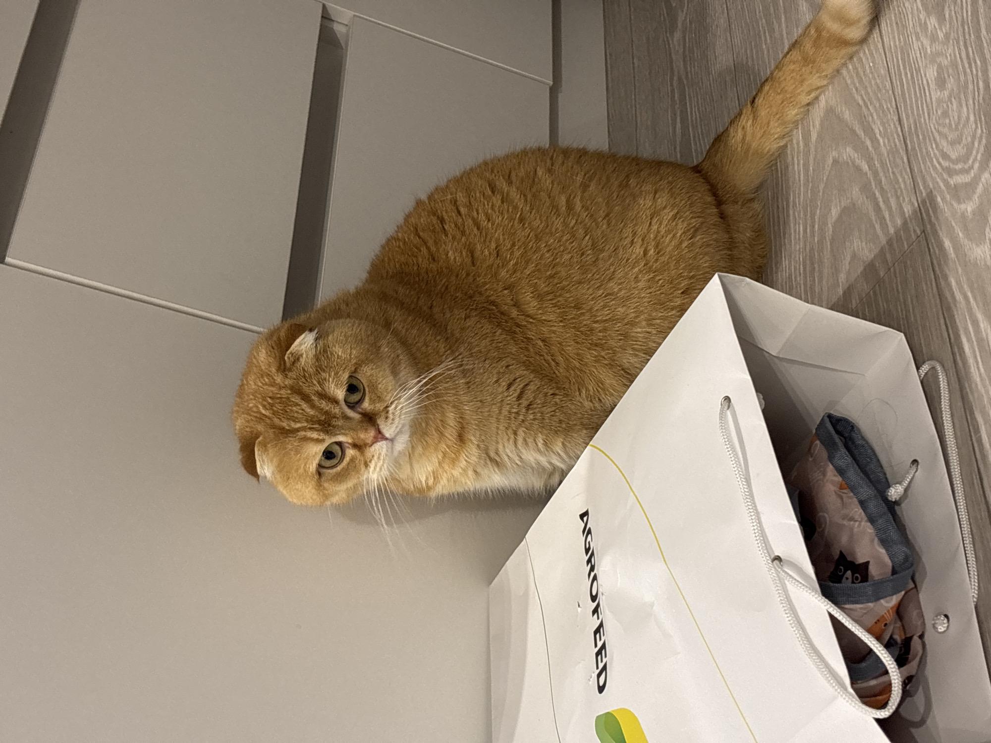 Orange Scottish Fold cat relaxing and playing at home