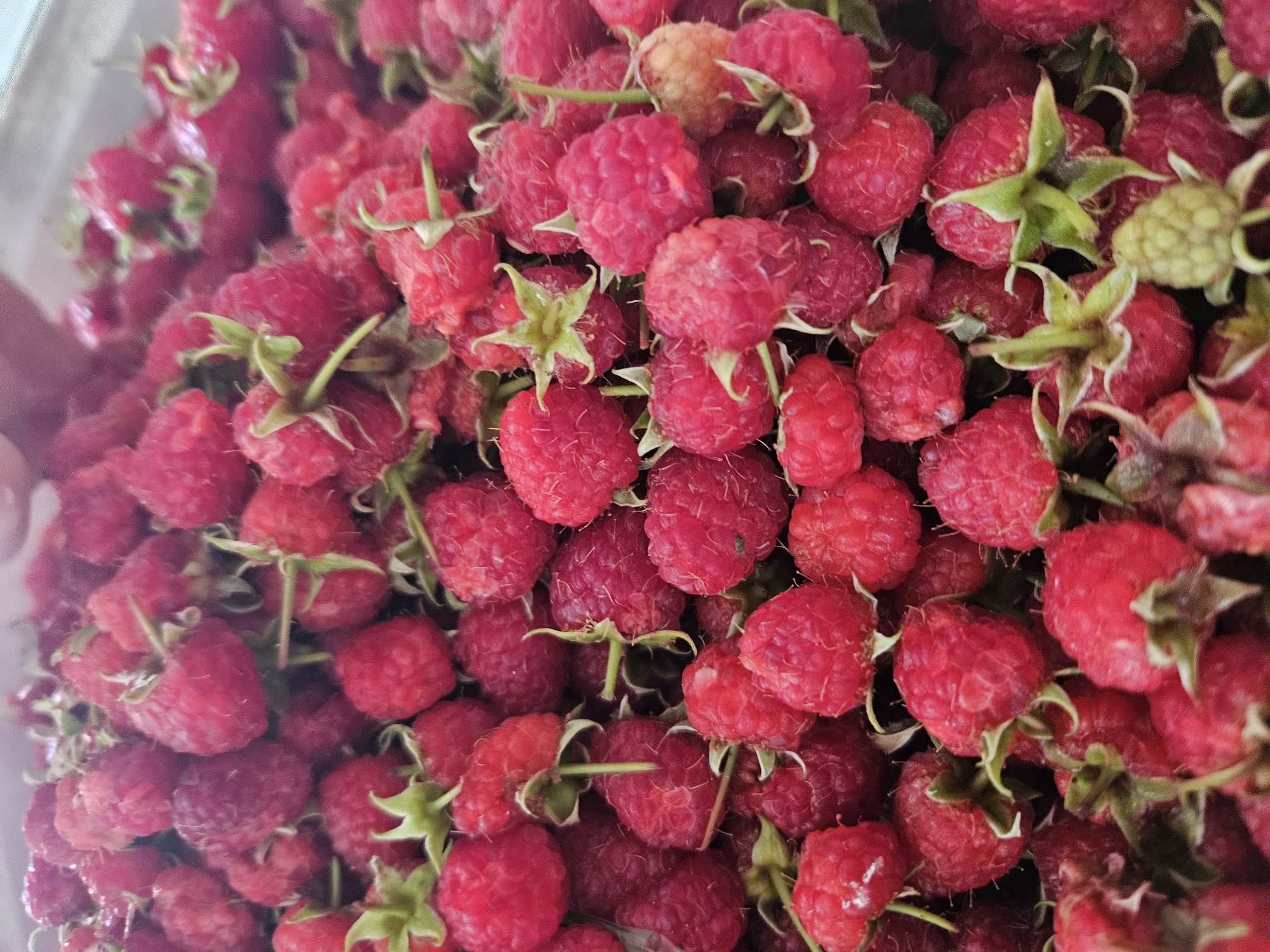 Fresh raspberries, up close and in detail