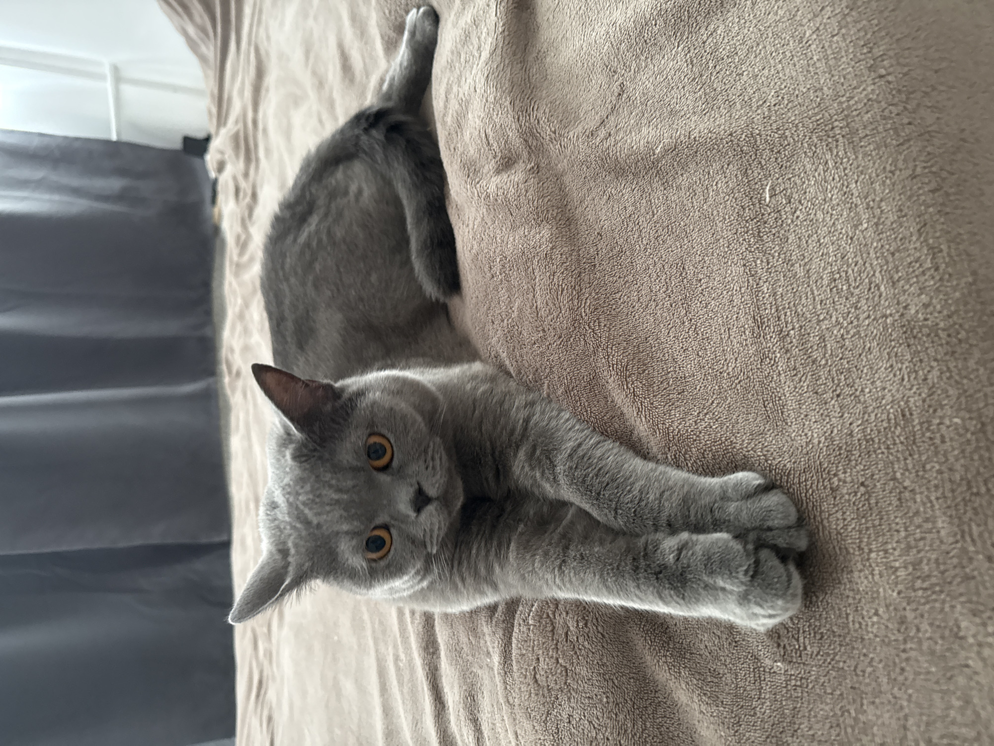 British Shorthair lounging on a blanket in Zielona Góra