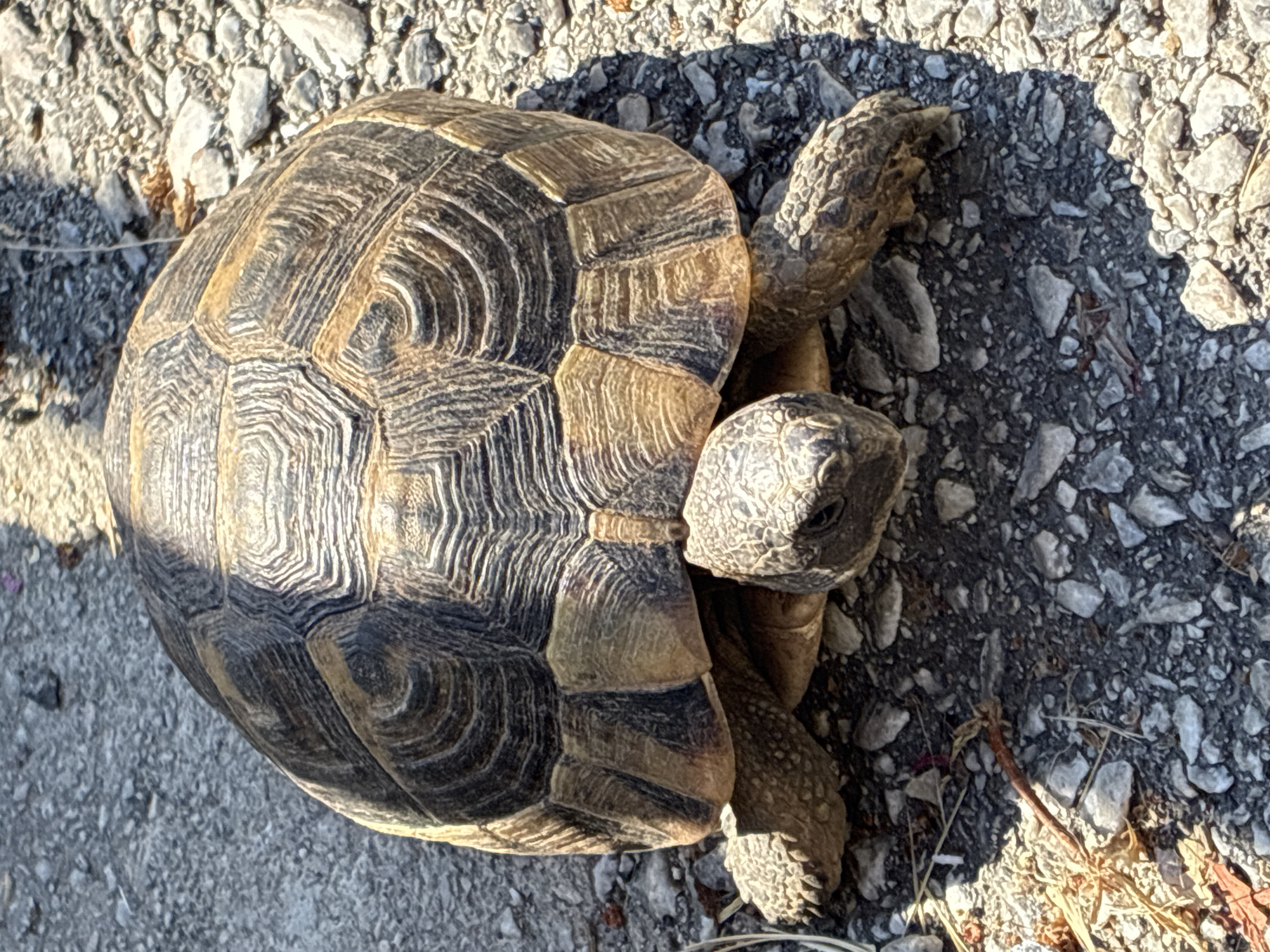 Tortoise on a path and hydrangeas blooming in Alanya