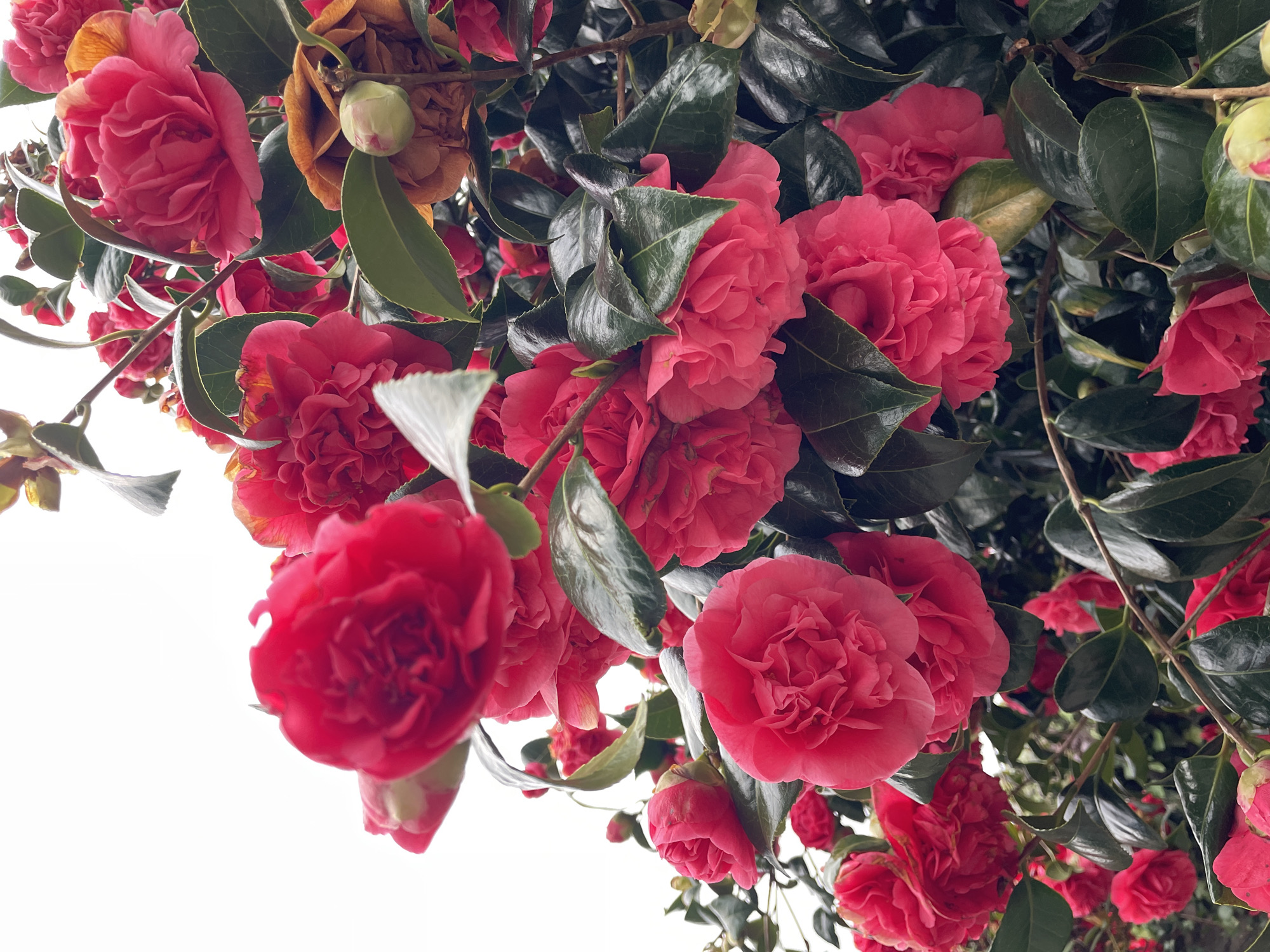 Spring blooms documented along roadside in Le Moustoir, France