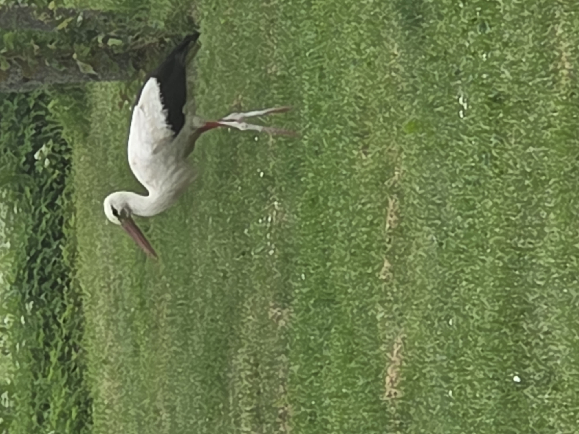 White stork foraging in a Lithuanian field on a cloudy morning