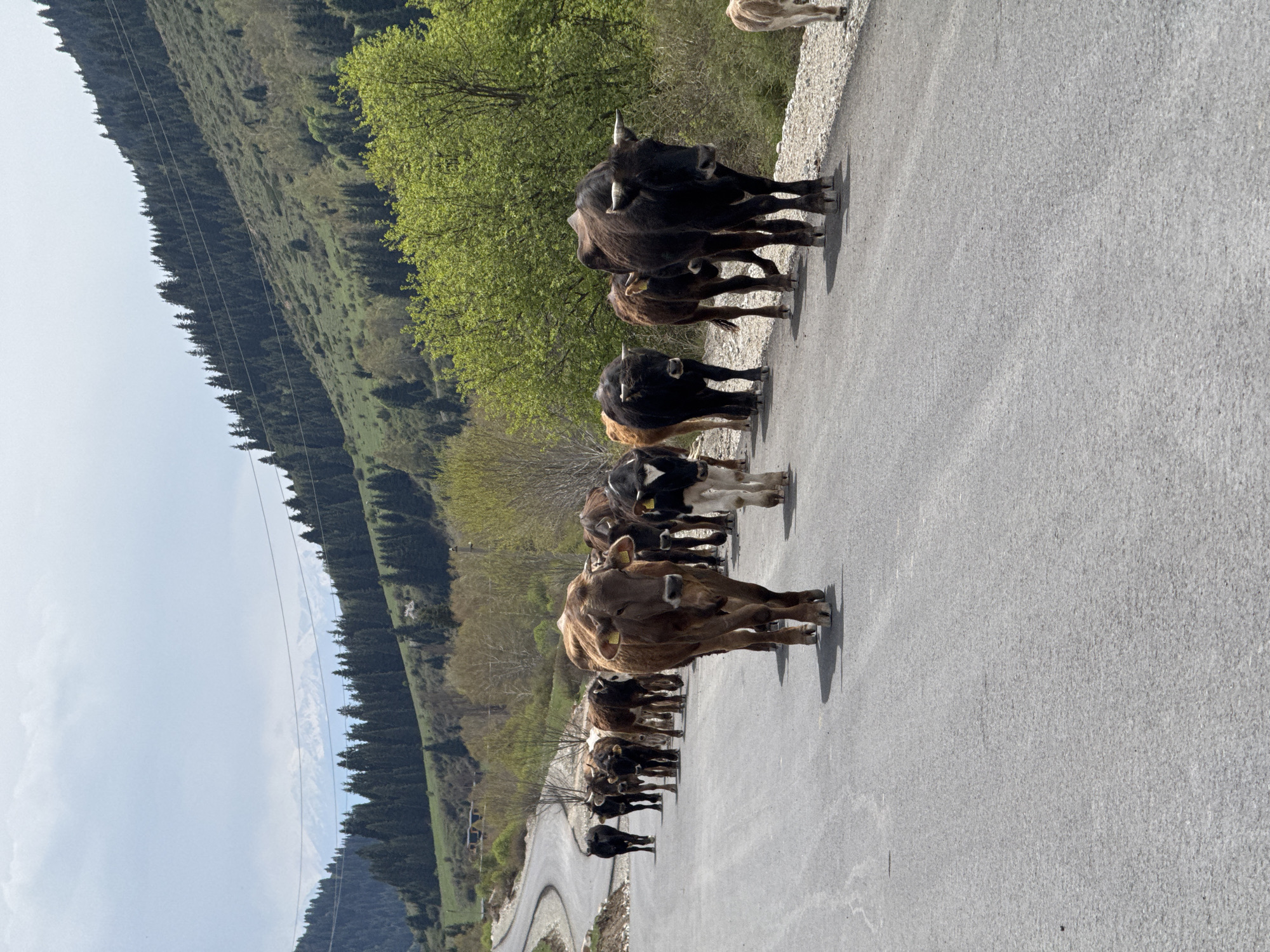 Herder guides livestock along mountain roads in rural Kyrgyzstan
