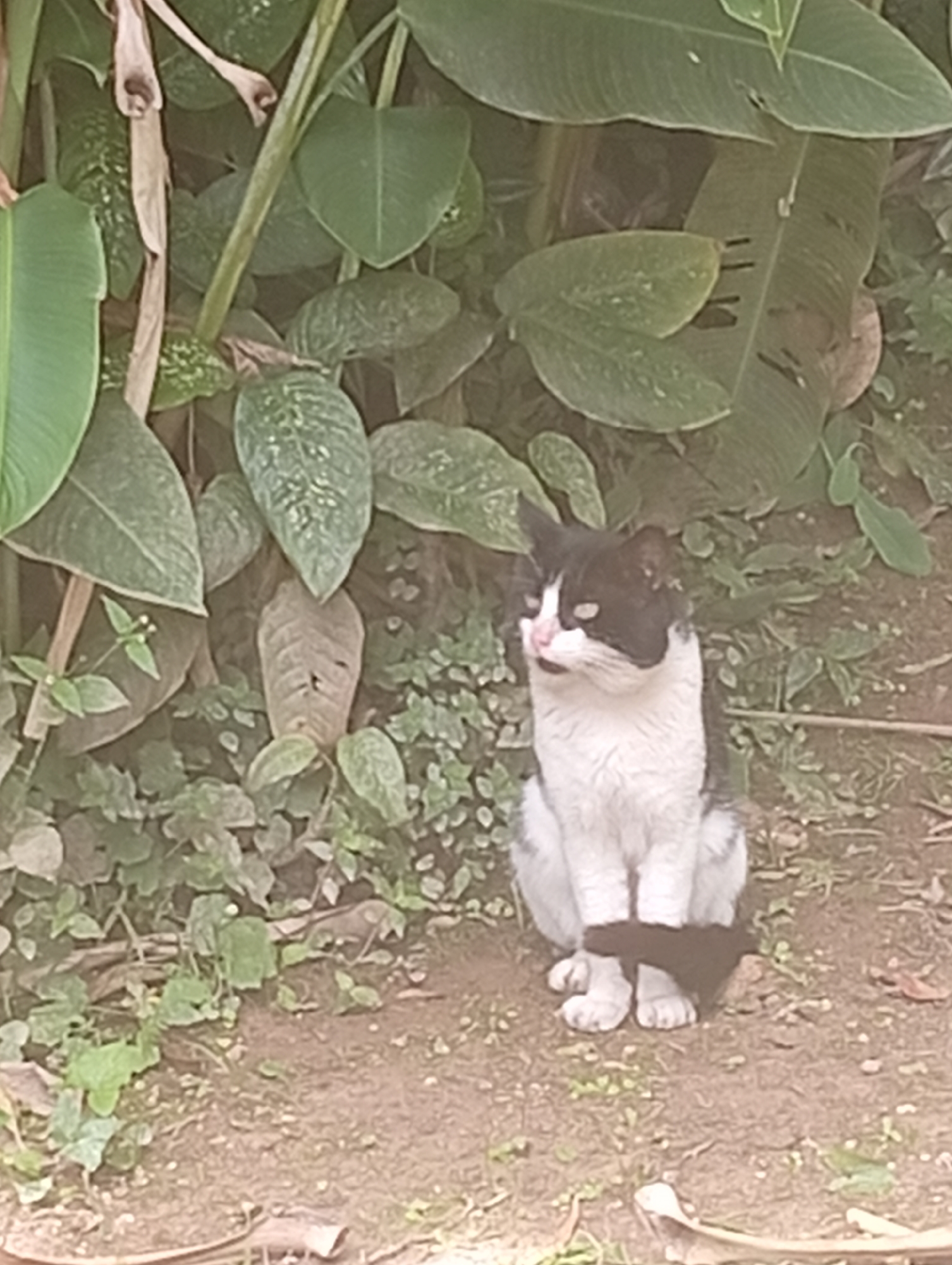 San Antonio de Los Altos, Venezuela