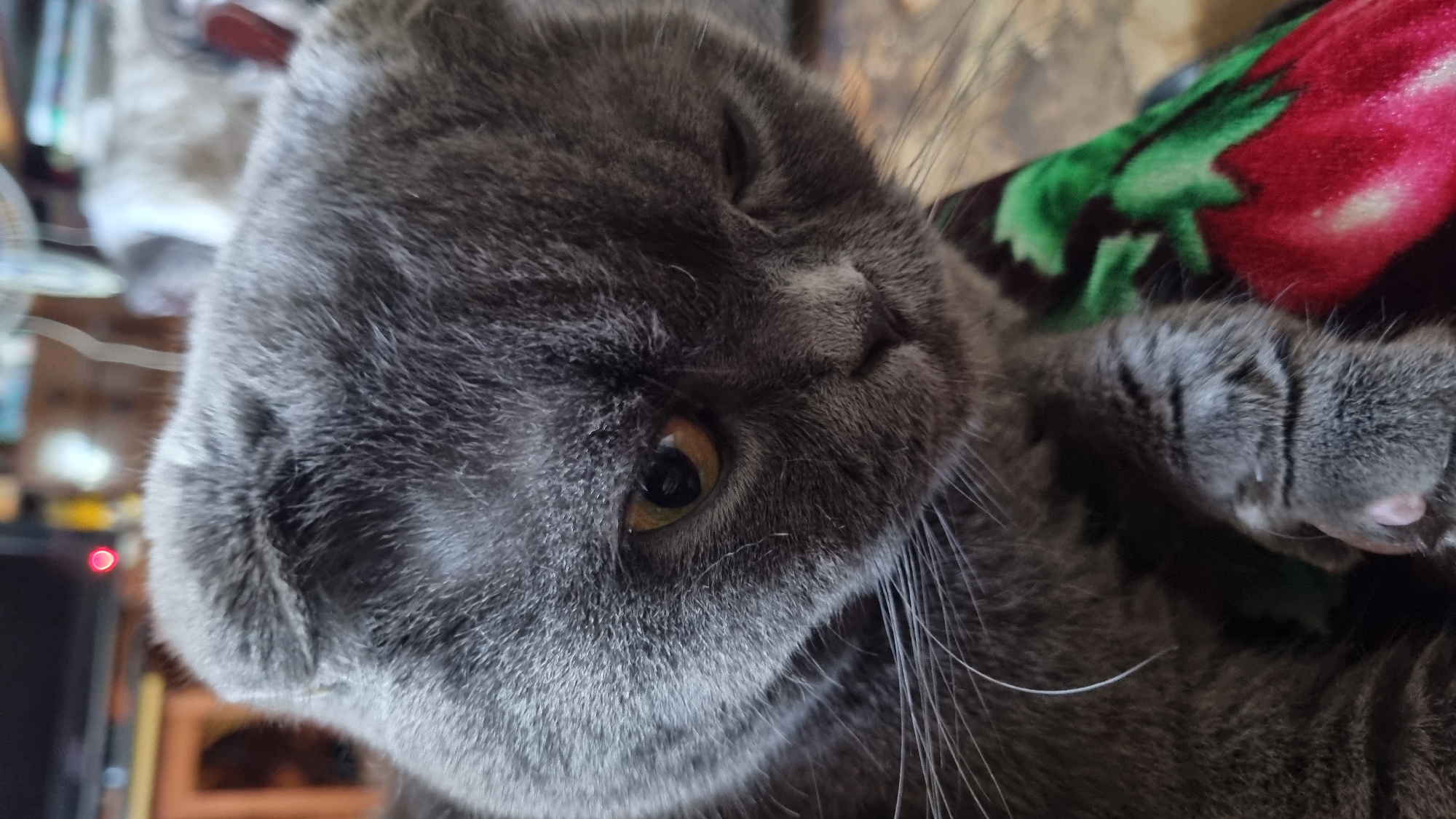Gray Scottish Fold cat napping at home in Vysokoe, Russia