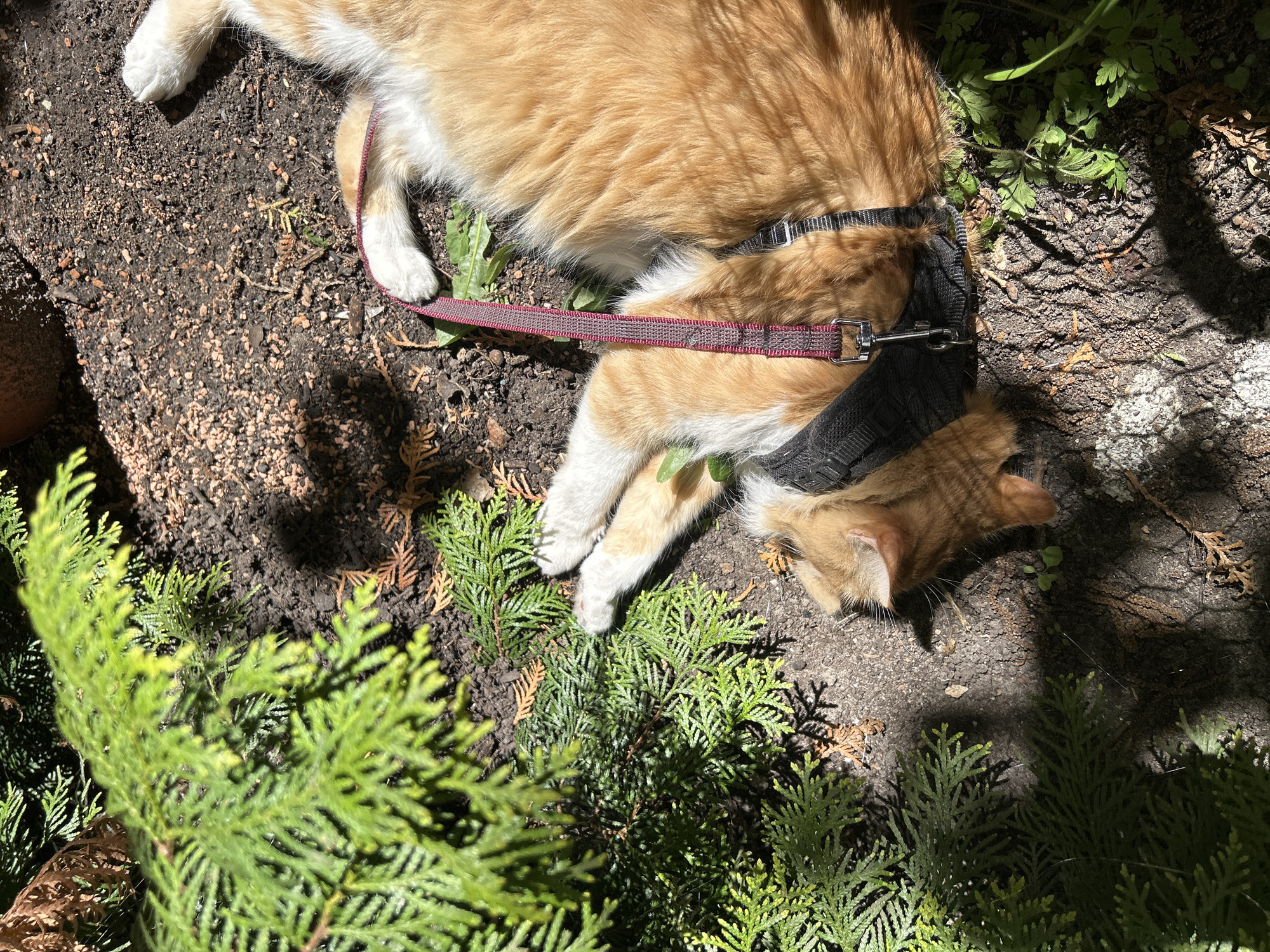 Cat spotted resting outdoors in natural setting