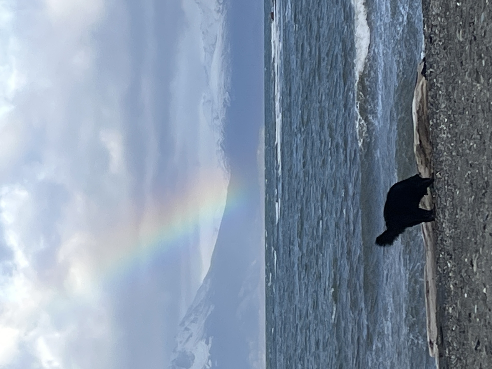 Dog spotted on Ushuaia beach with rainbow backdrop