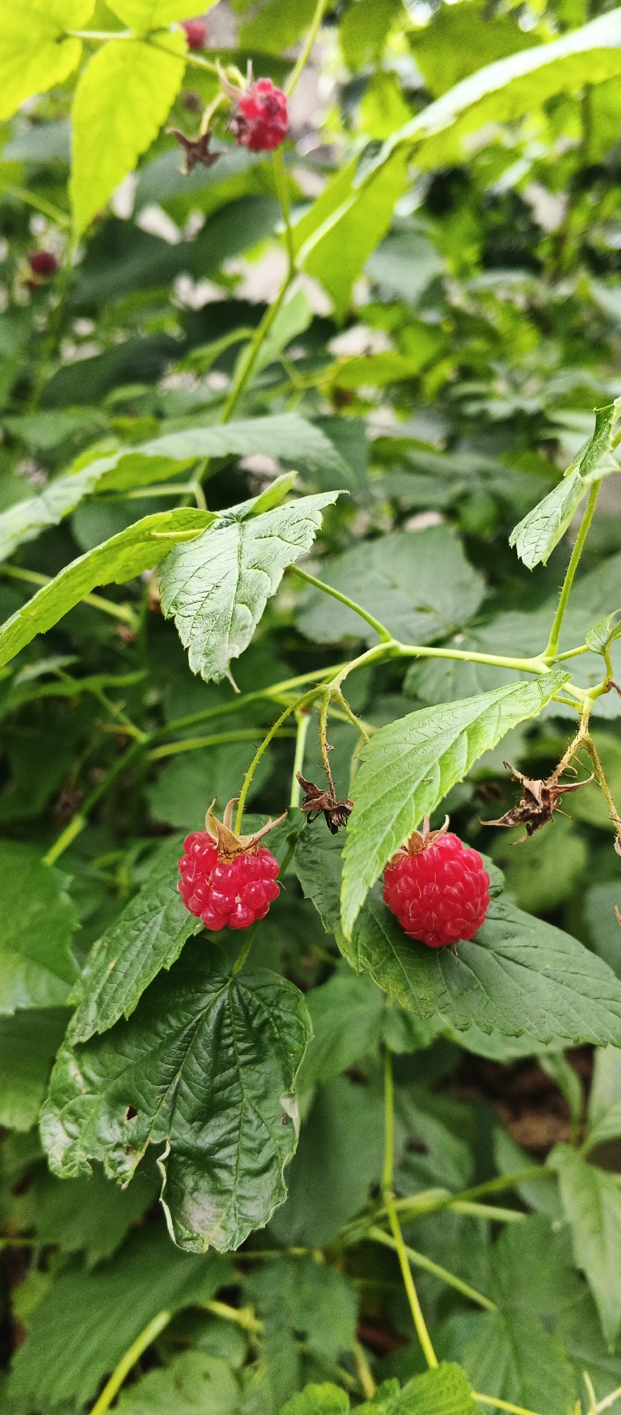 Izhevsk streets and gardens in close-up, midsummer morning
