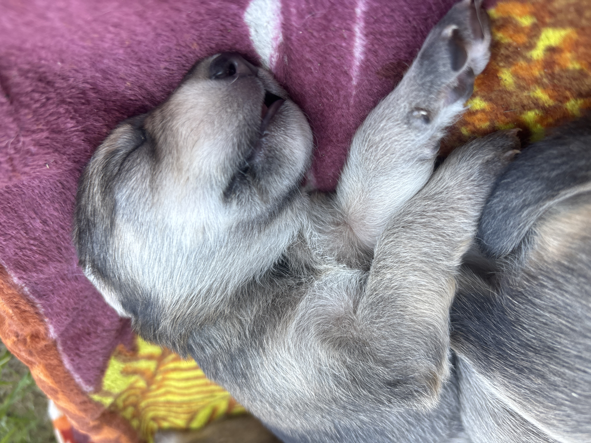 Puppies sleeping outdoors observed in Semyonov, Russia