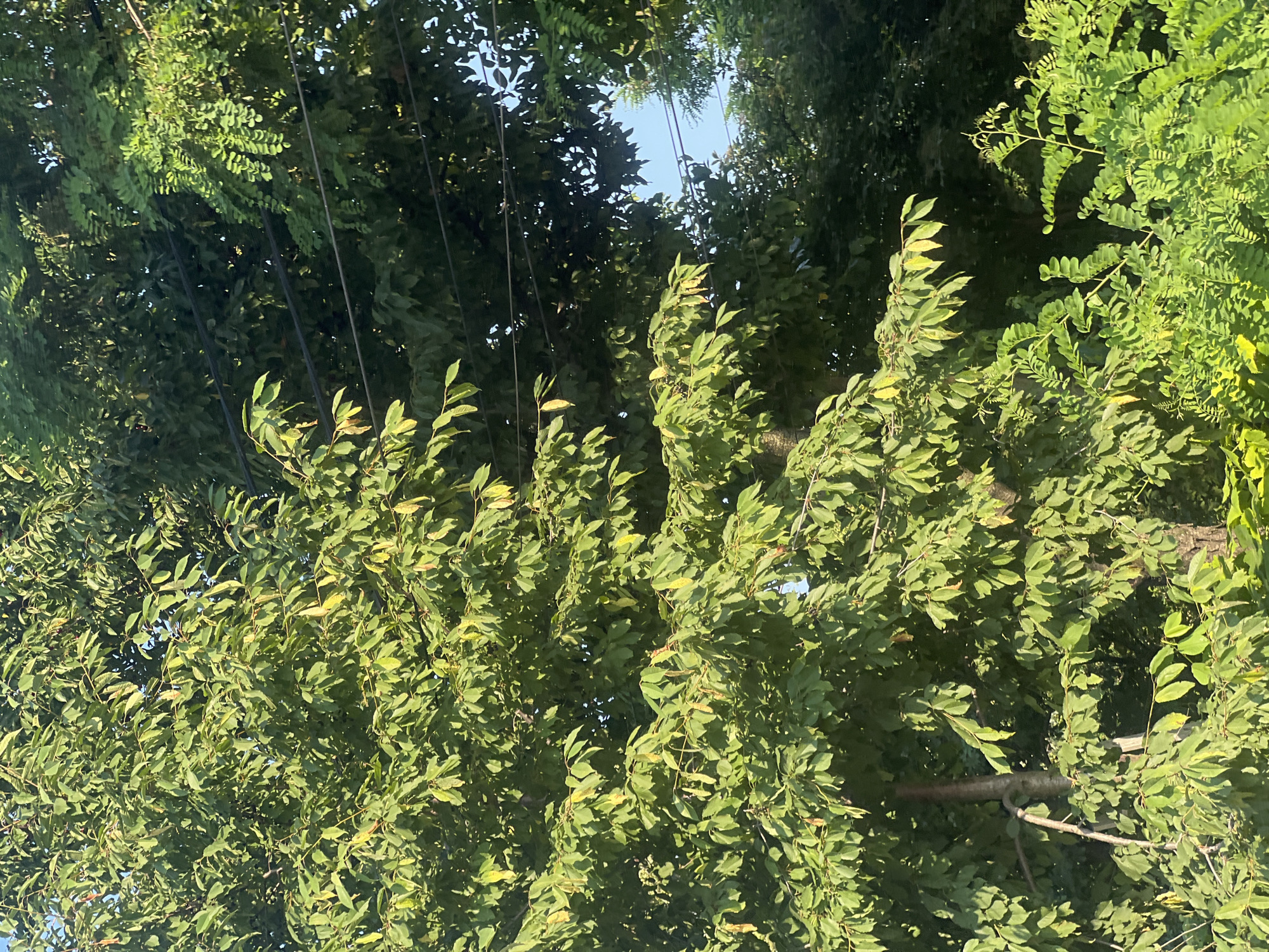Summer garden and greenery survey in Bârnova, Romania