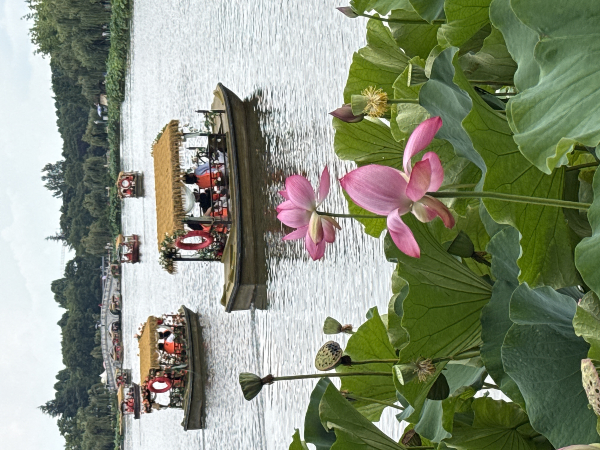 Lotus lake and parkland scenes in Kunming's Xishan District