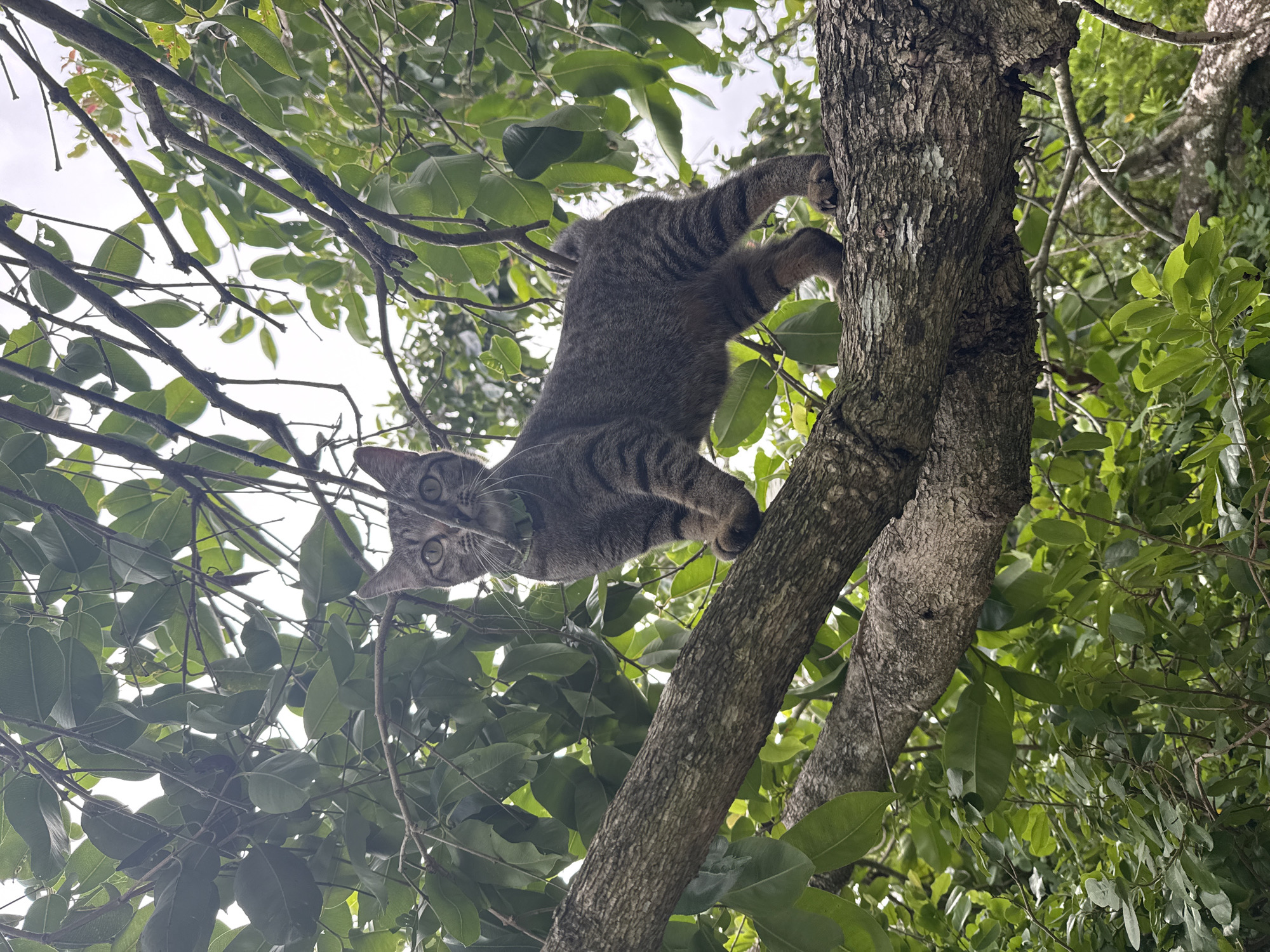 Cats climbing and lounging in trees on Ko Pha-ngan