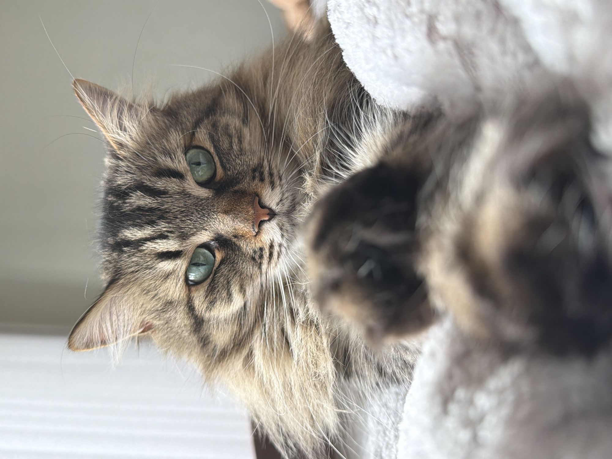 Tabby cat photographed looking down in Gabrovo, Bulgaria