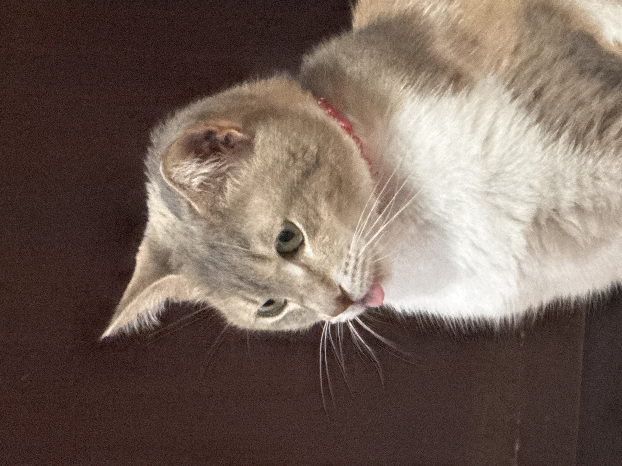 Calico cat photographed in multiple poses in Yambol, Bulgaria