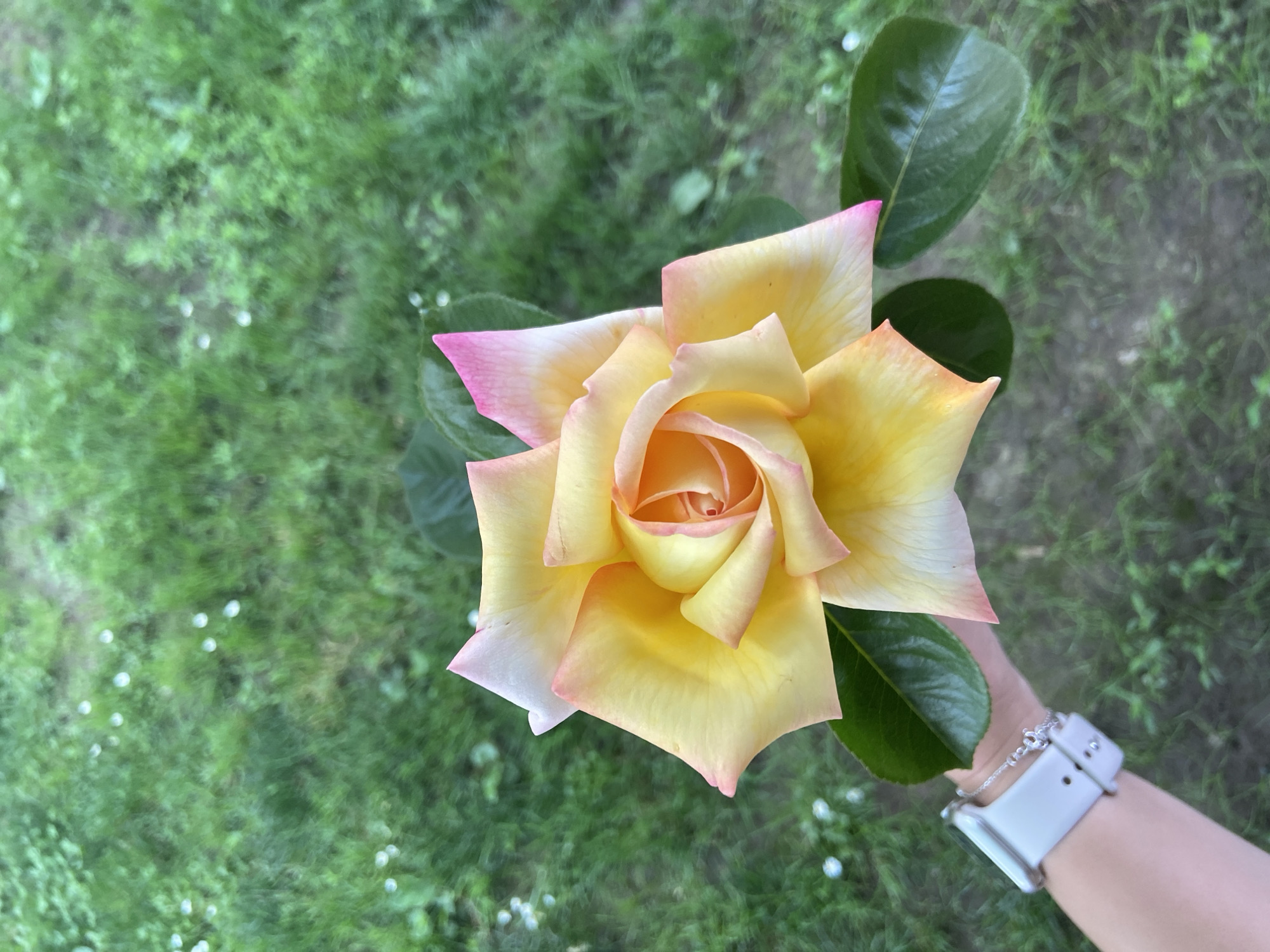 Person poses with dog and yellow-pink rose in Bulgaria
