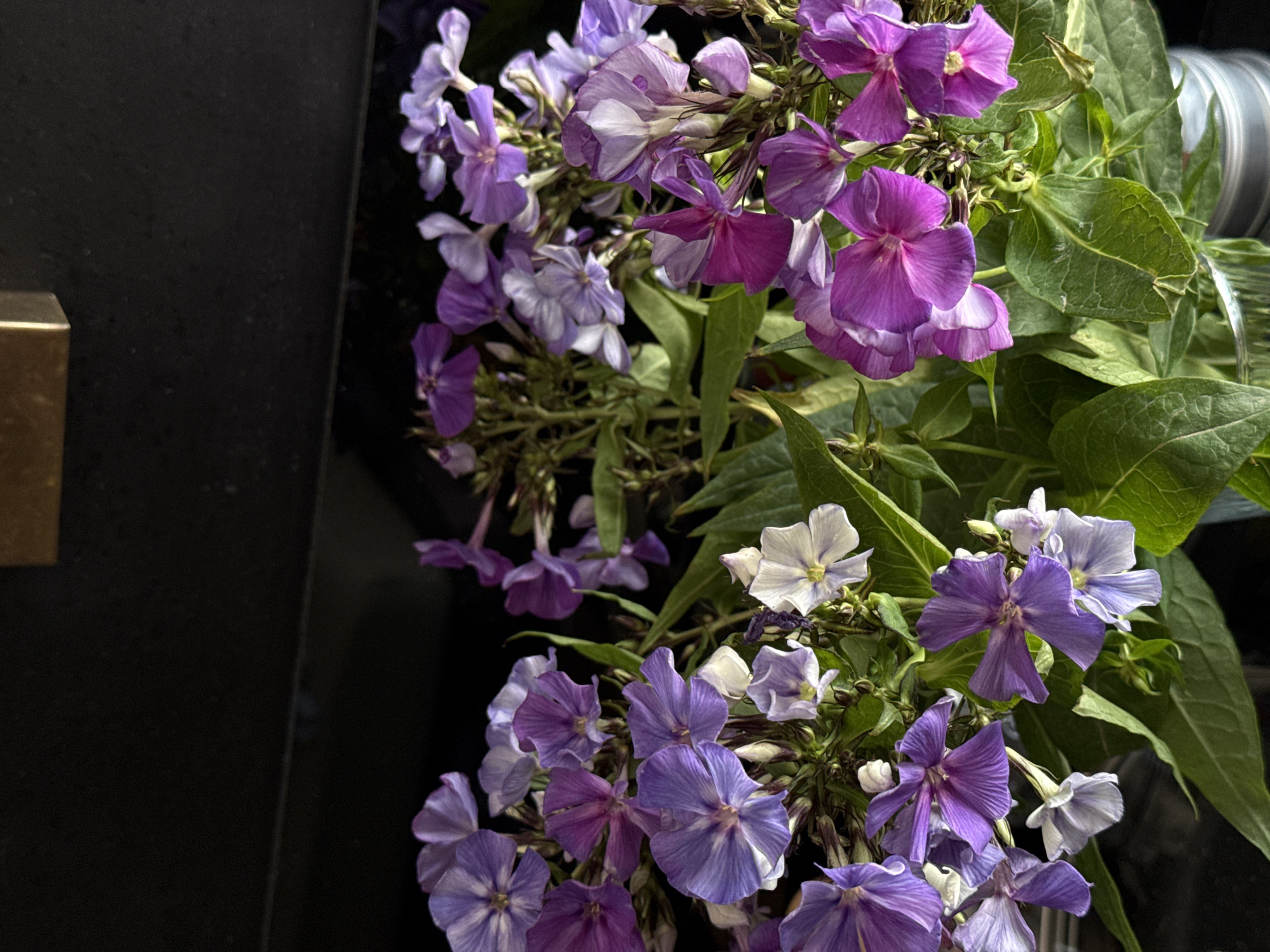 Tel Aviv resident documents quiet morning breakfast and flowers
