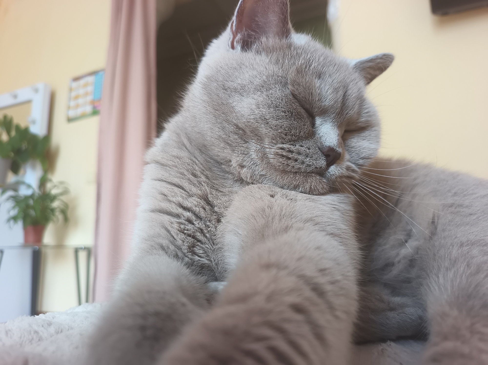 Grey British Shorthair cat chilling and grooming in Ternopil