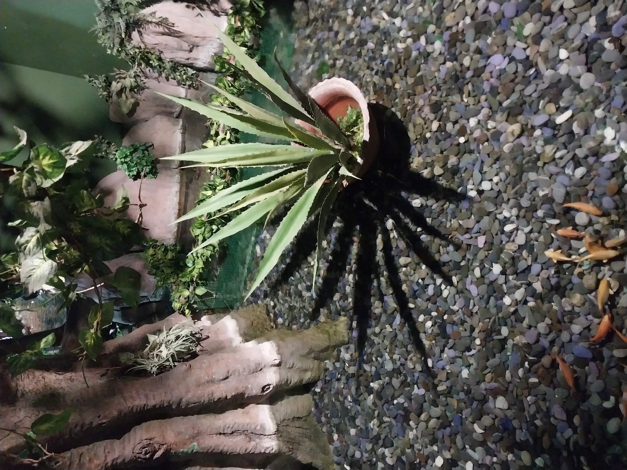 Visitor documents aquarium exhibits in Sochi, Russia
