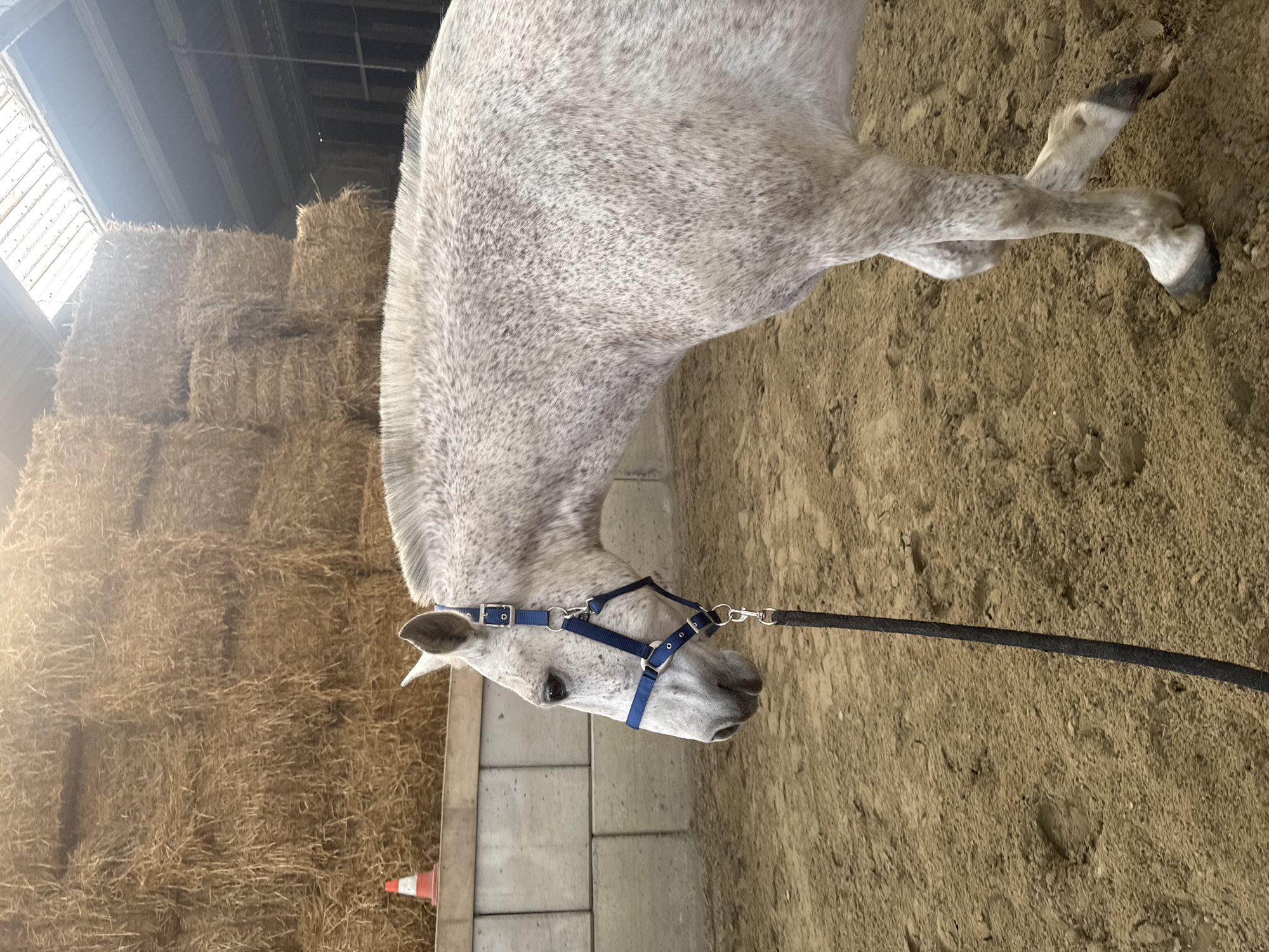Gray horse led through indoor arena in Belgium