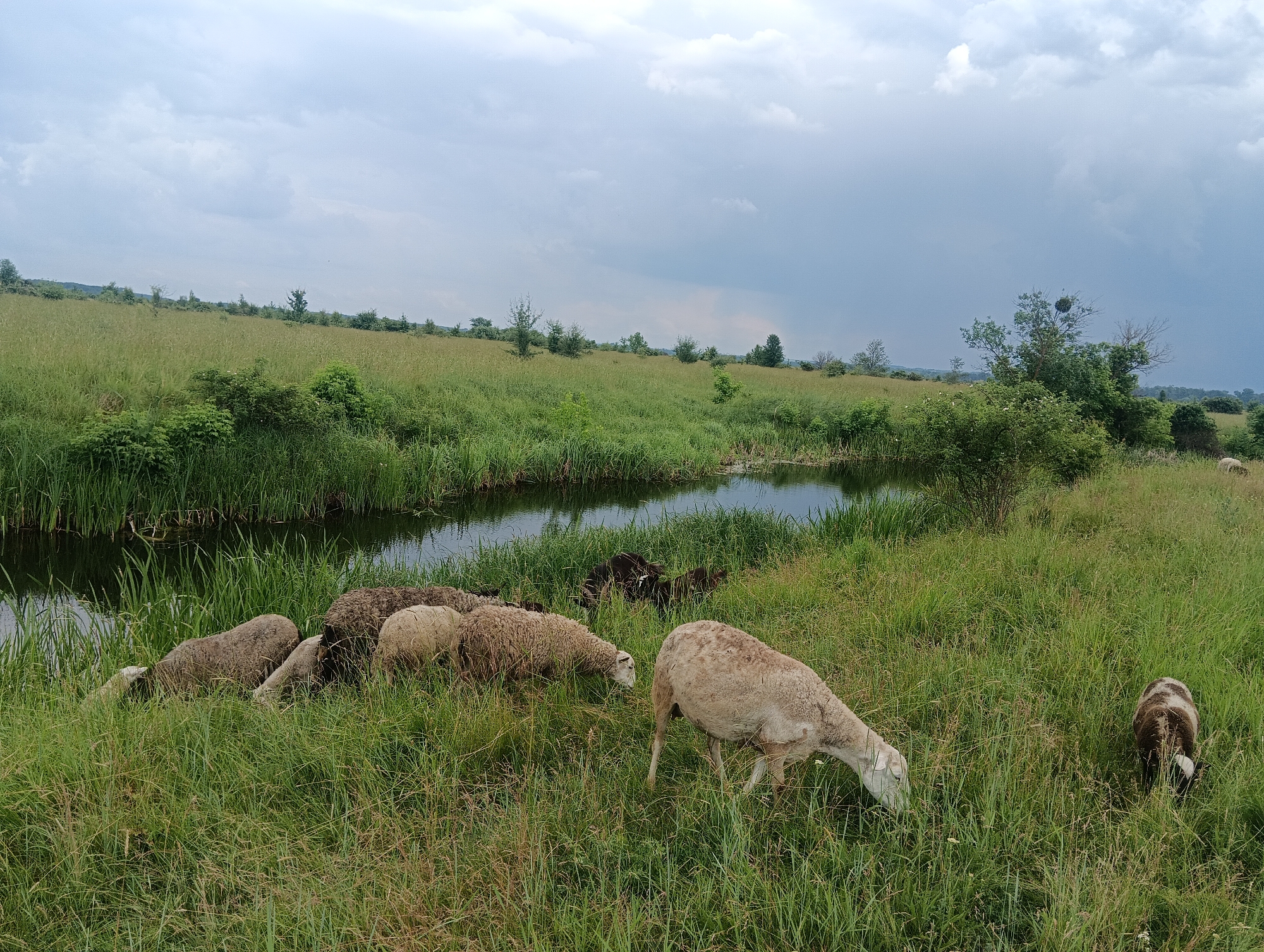 Sheep and goats graze peacefully in countryside meadows