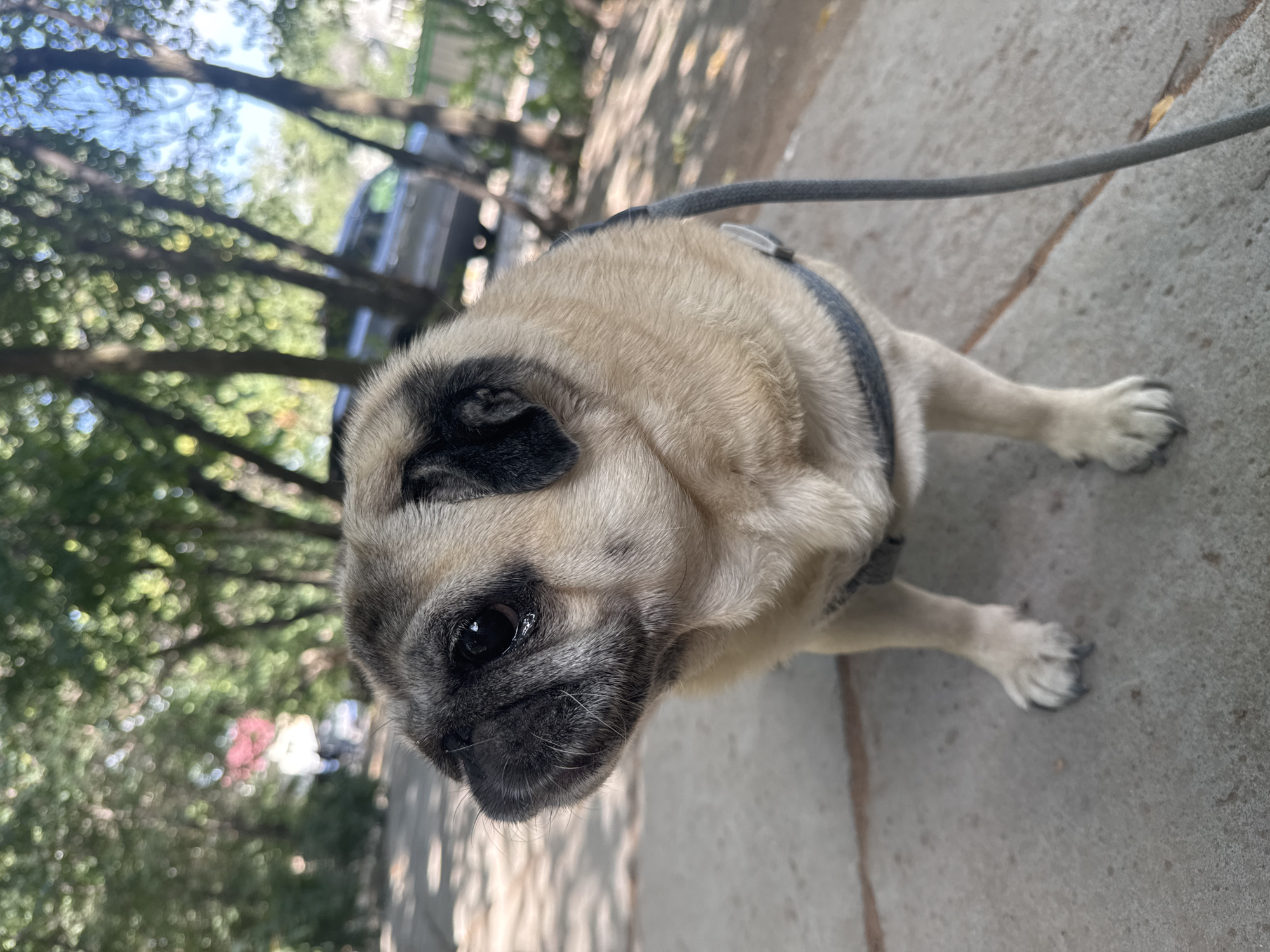 Pug on a morning walk through Bishkek's tree-lined paths