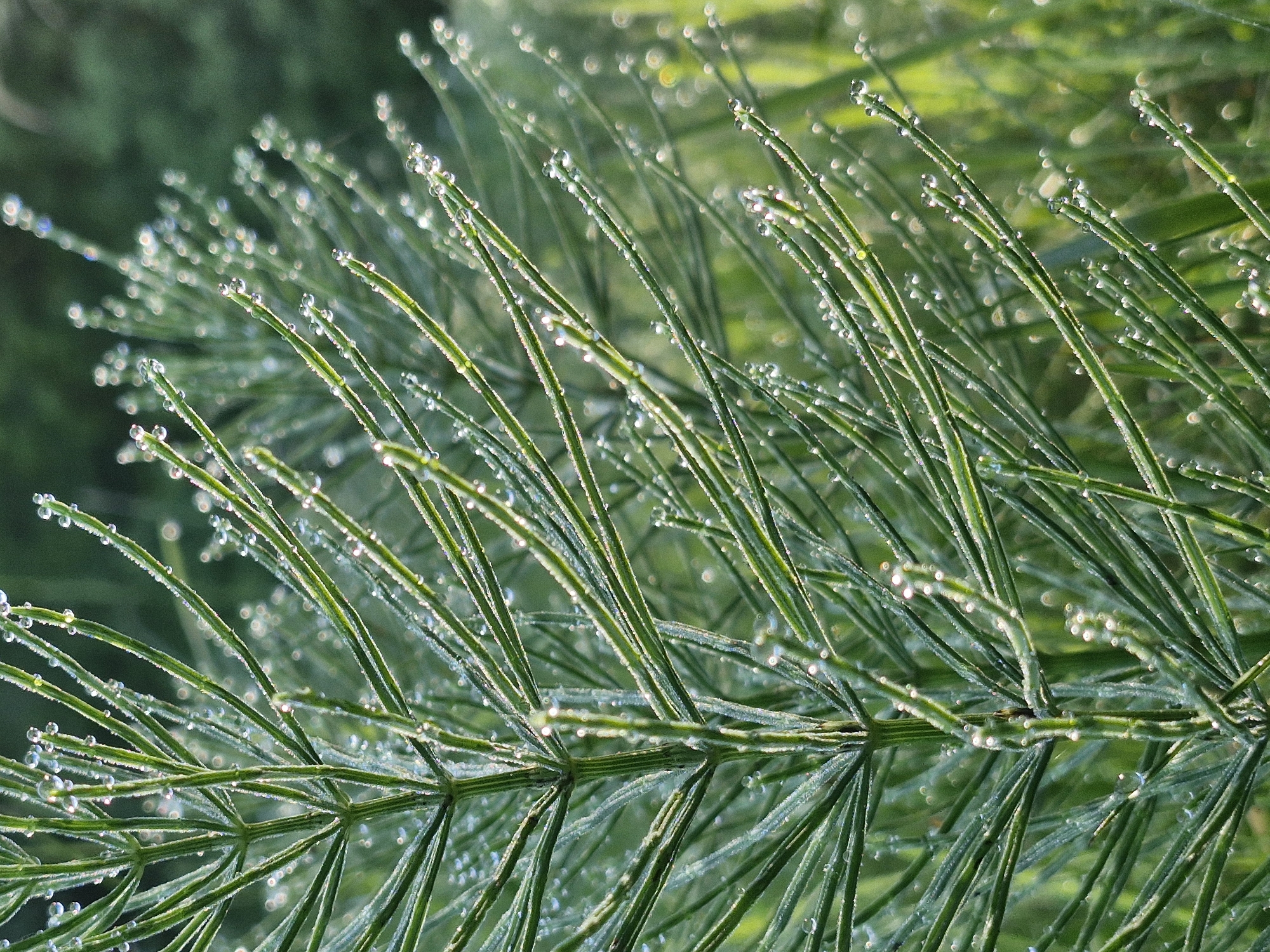 Dewy macro details across grass, flowers, and spiderwebs at dawn