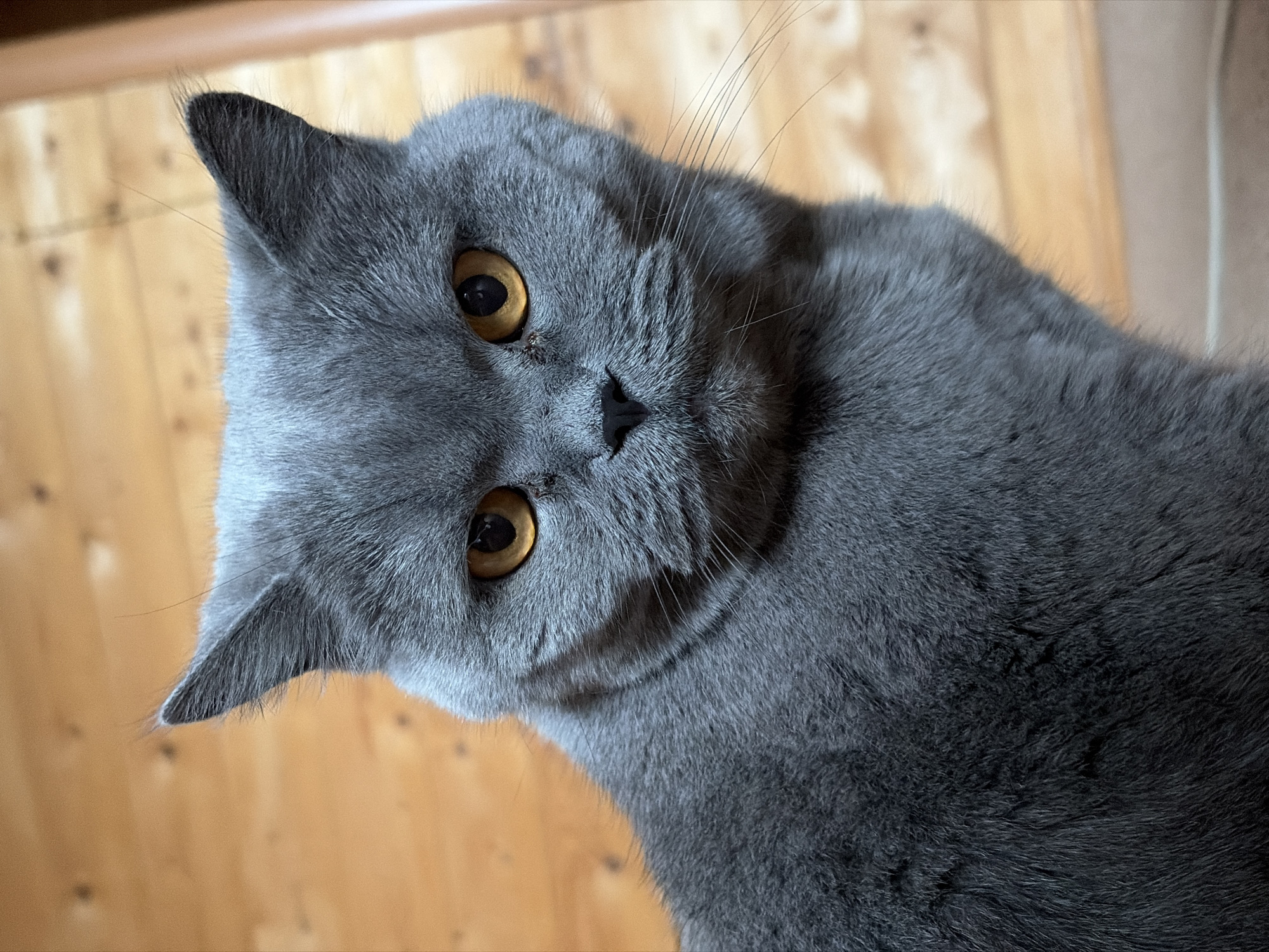 Gray cat grooming routine captured indoors in Russia