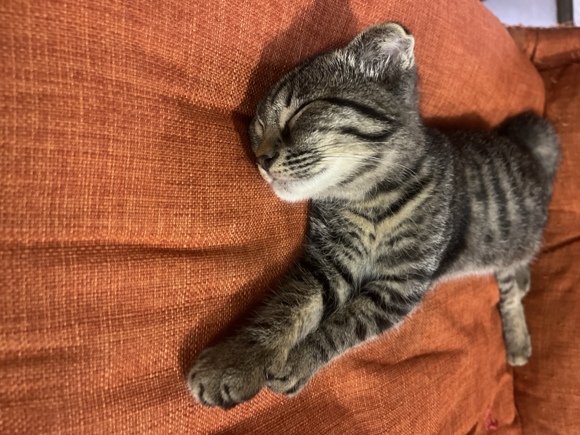 Kitten nap and ladybug close-ups in Tbilisi