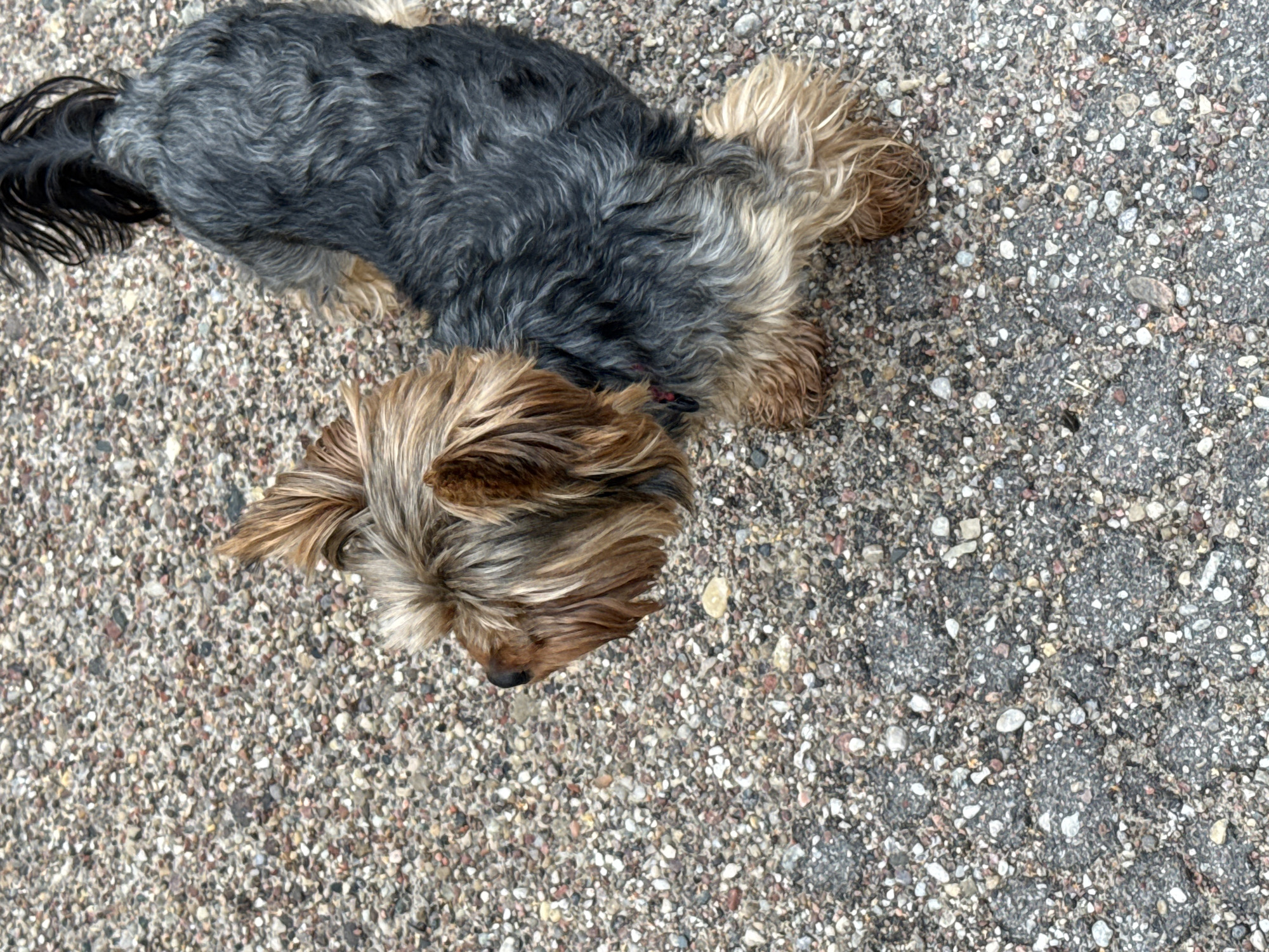 Yorkshire Terrier on a gravel lot in Rudamina