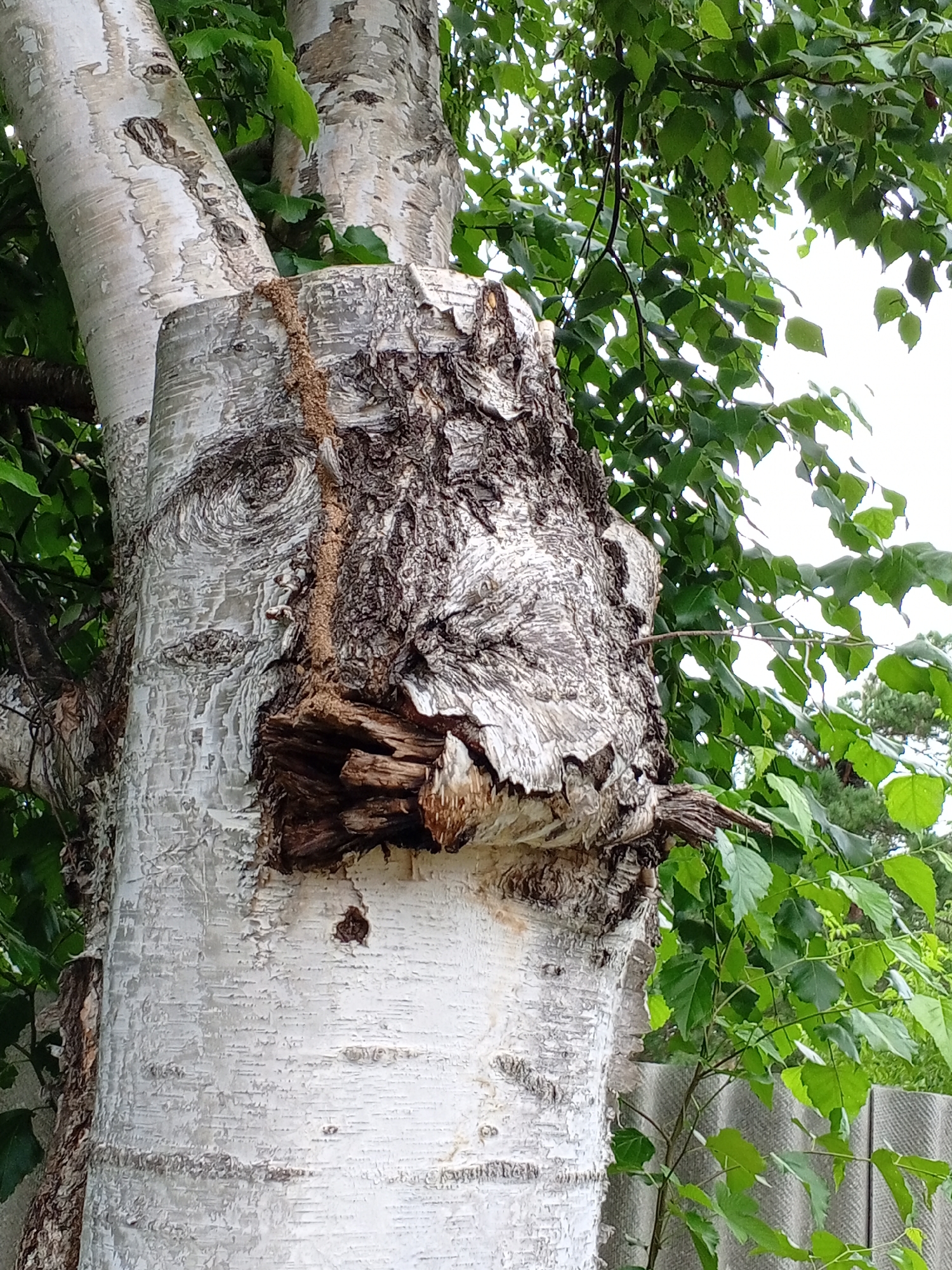 Backyard nature snapshots: plants, a cat, ducks, and grazing animals