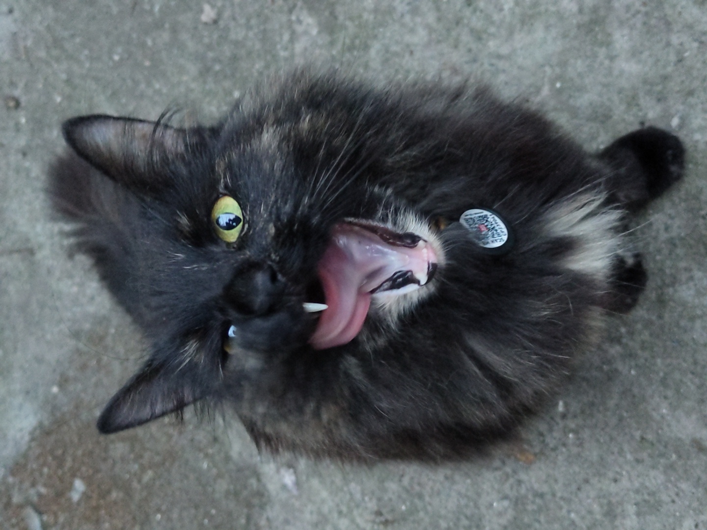 Afternoon snapshots capture cats, snails, and cloudy skies