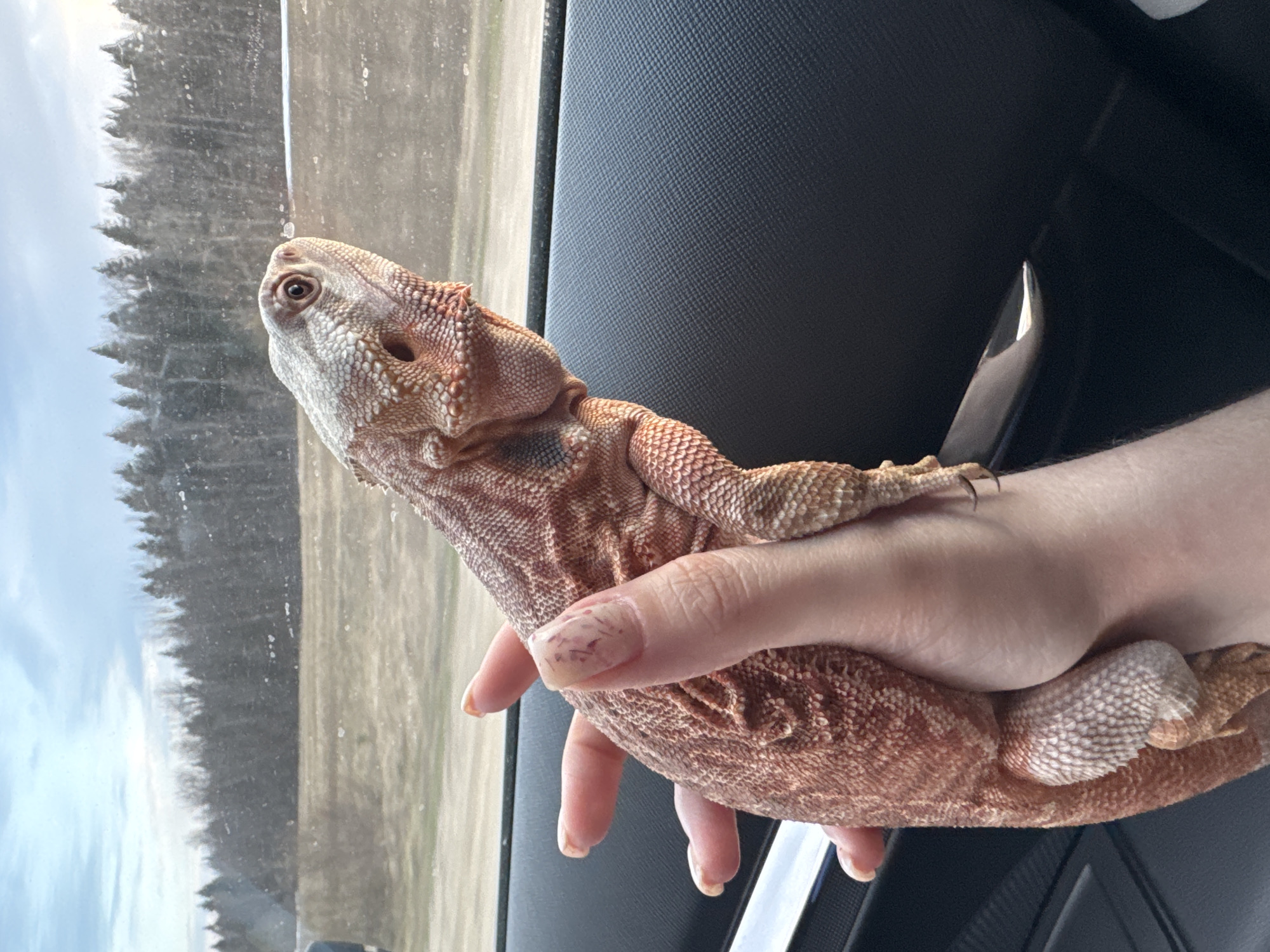Bearded dragon spotted in car near Stroitel', Russia