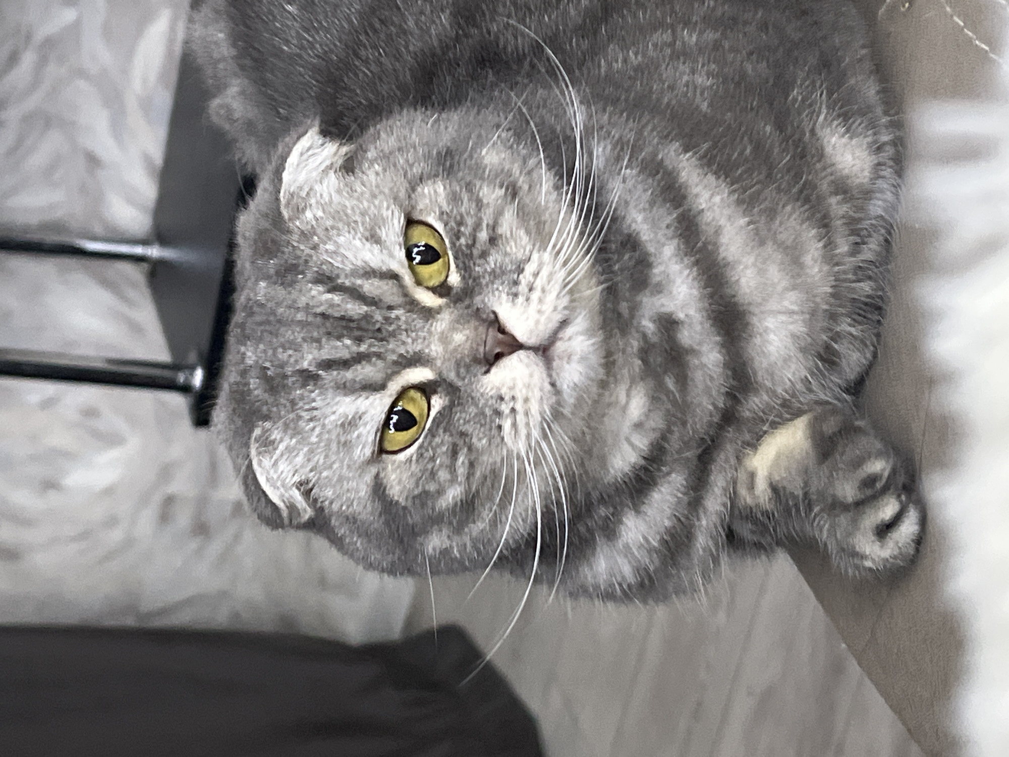 Domestic cats photographed relaxing indoors in Votkinsk homes