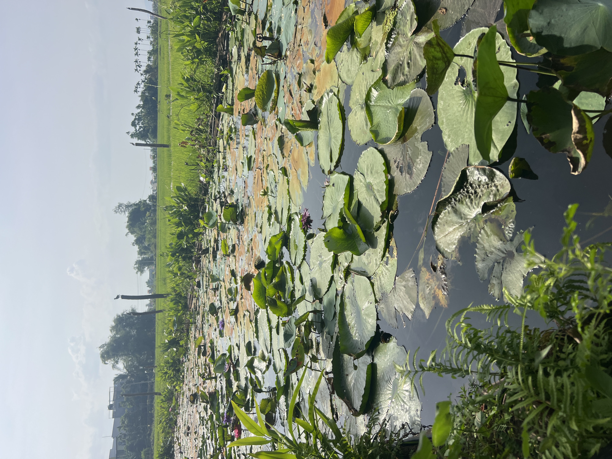 Lunch with lotus ponds and a piano in Hoi An's rice fields