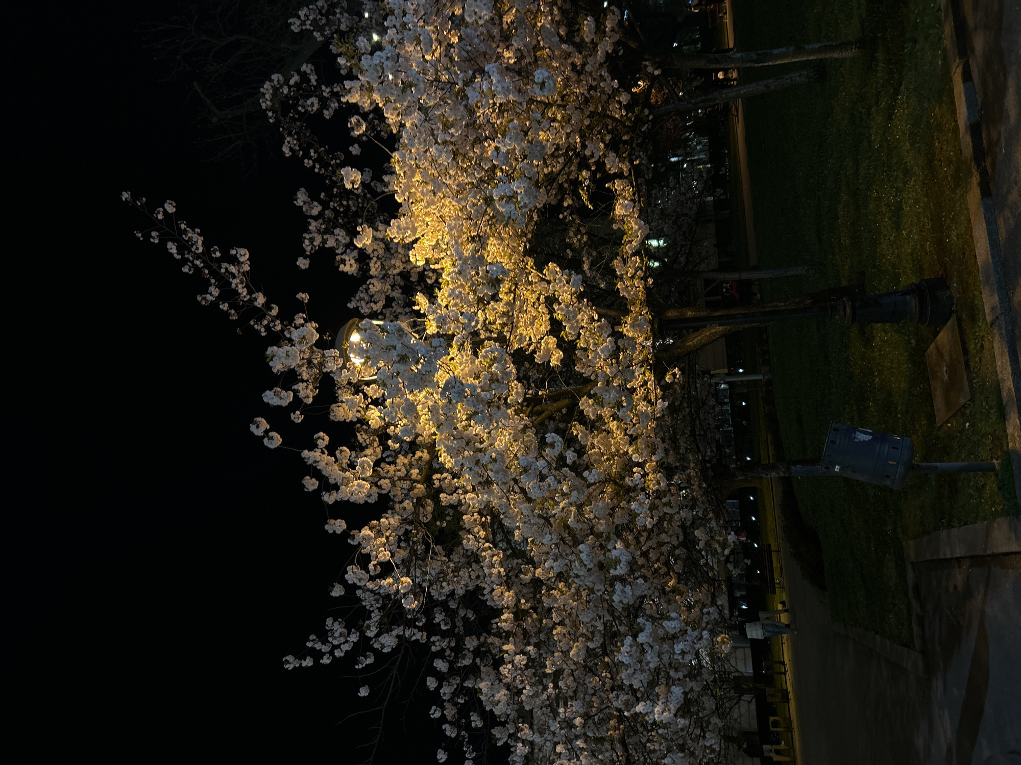 Illuminated cherry blossoms observed in Sofia park at night